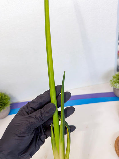 Sansevieria Erythraeae Var (ca4) (p) | Imported