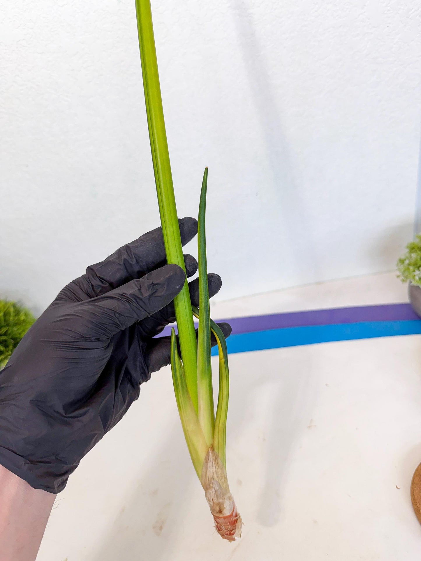 Sansevieria Erythraeae Var (ca4) (p) | Imported
