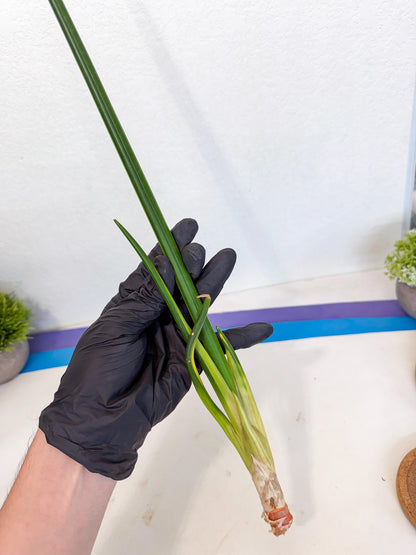 Sansevieria Erythraeae Var (ca4) (p) | Imported