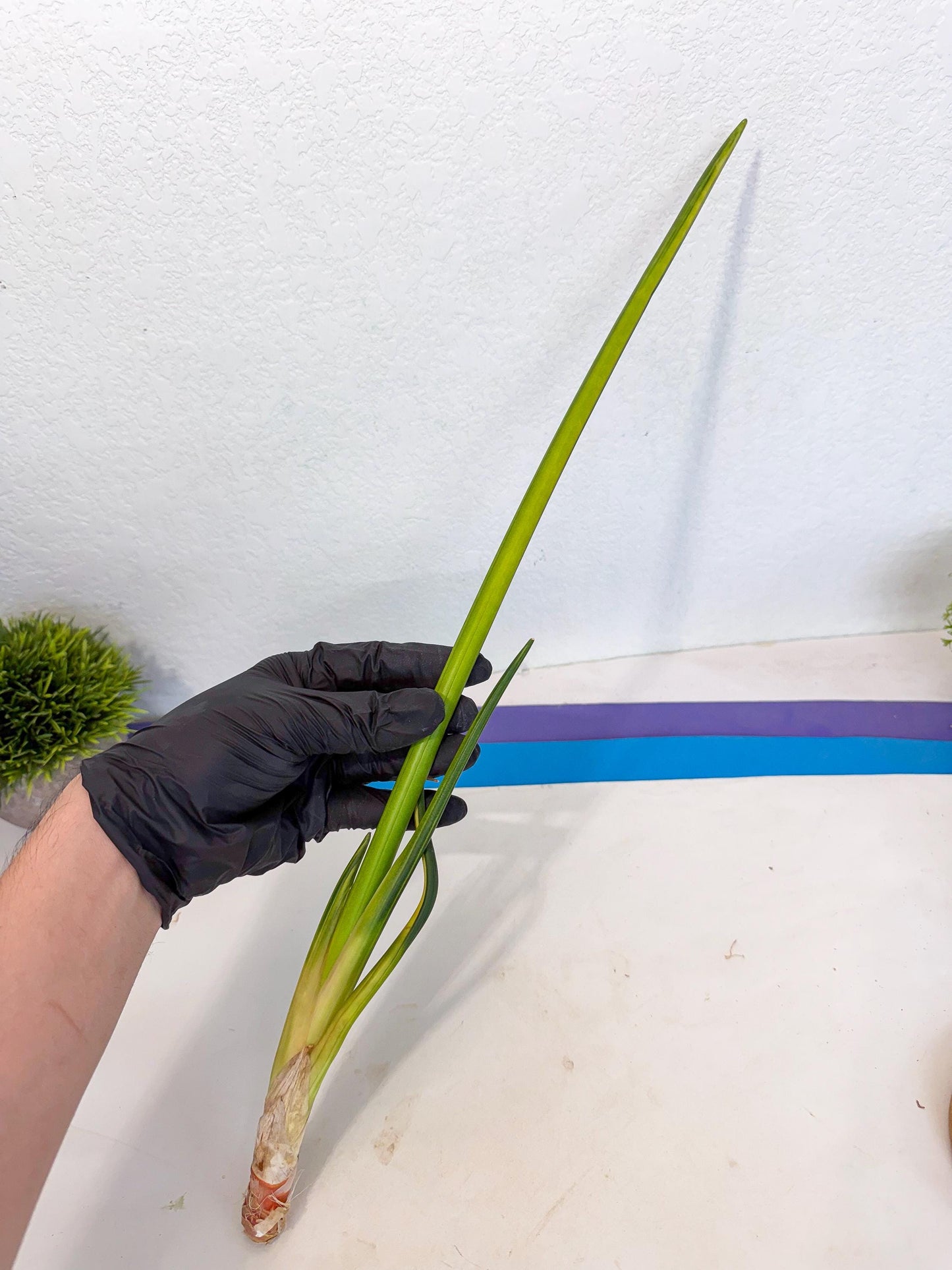 Sansevieria Erythraeae Var (ca4) (p) | Imported