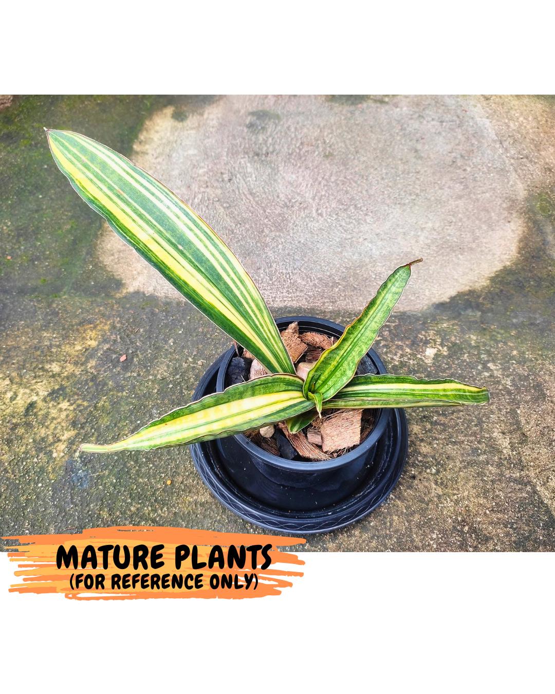 Sansevieria Malawi Bat Var (ca4) (y) | Imported