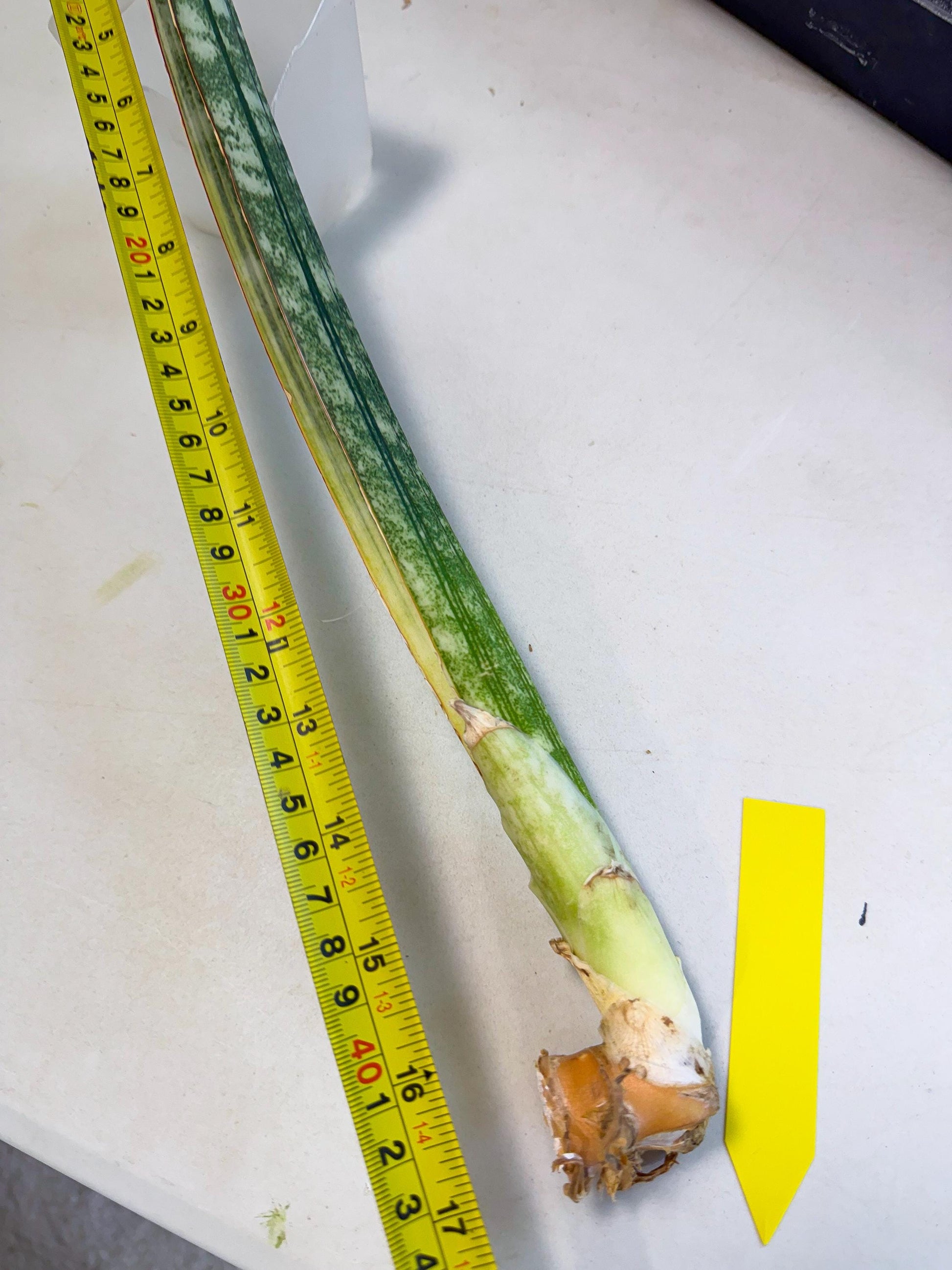 Sansevieria Malawi Bat Var (ca4) (y) | Imported
