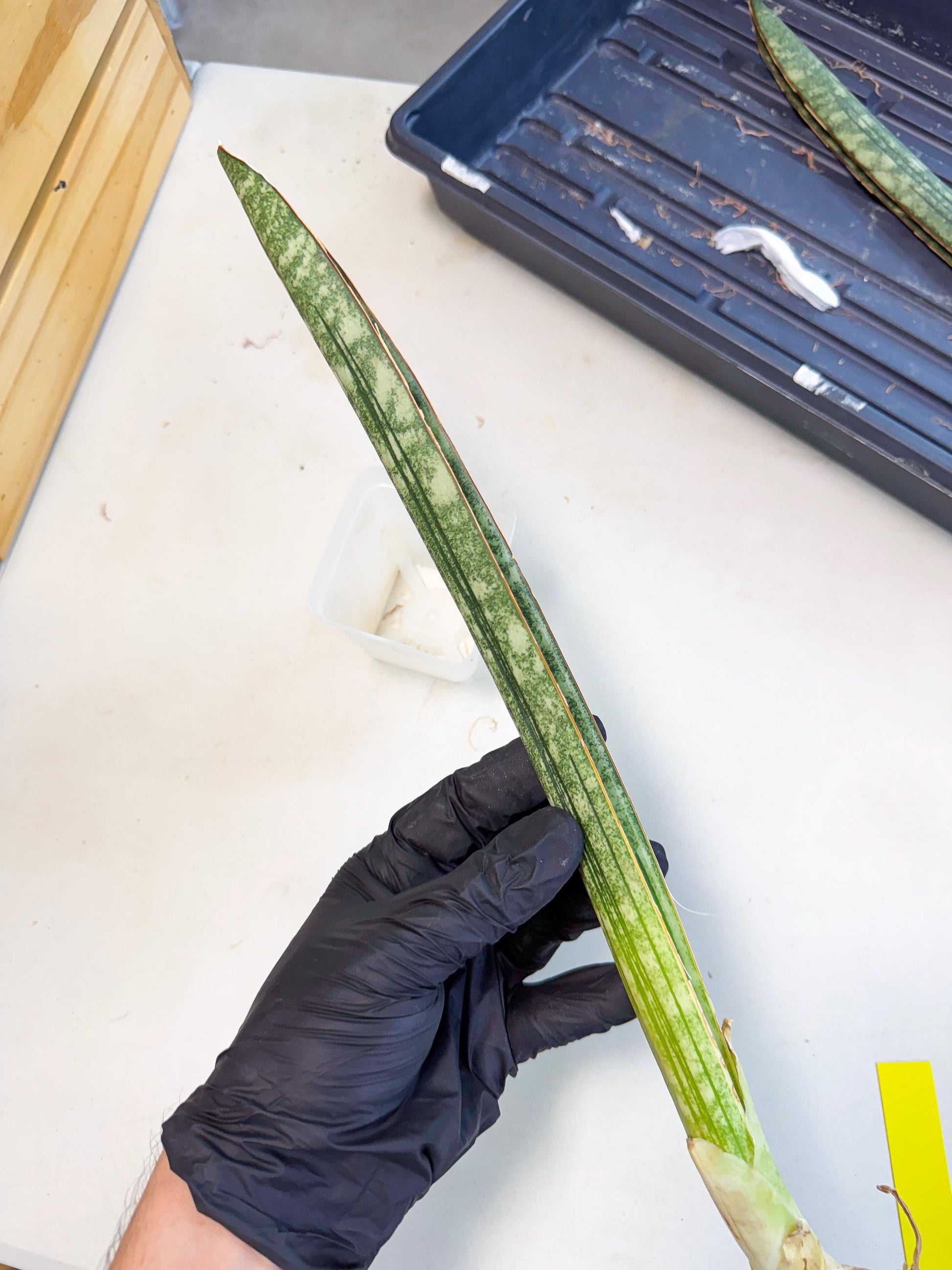 Sansevieria Malawi Bat Var (ca4) (y) | Imported