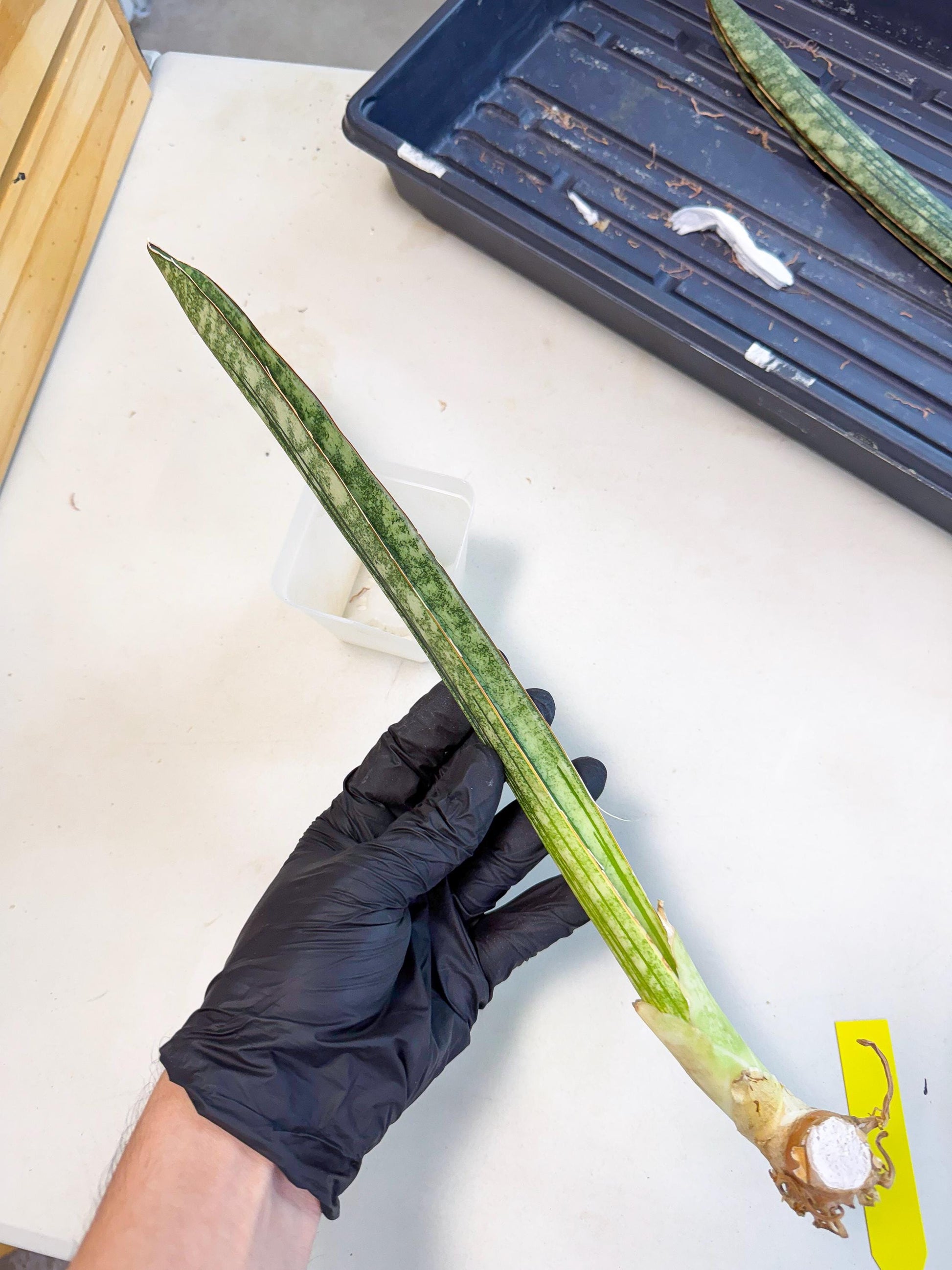 Sansevieria Malawi Bat Var (ca4) (y) | Imported