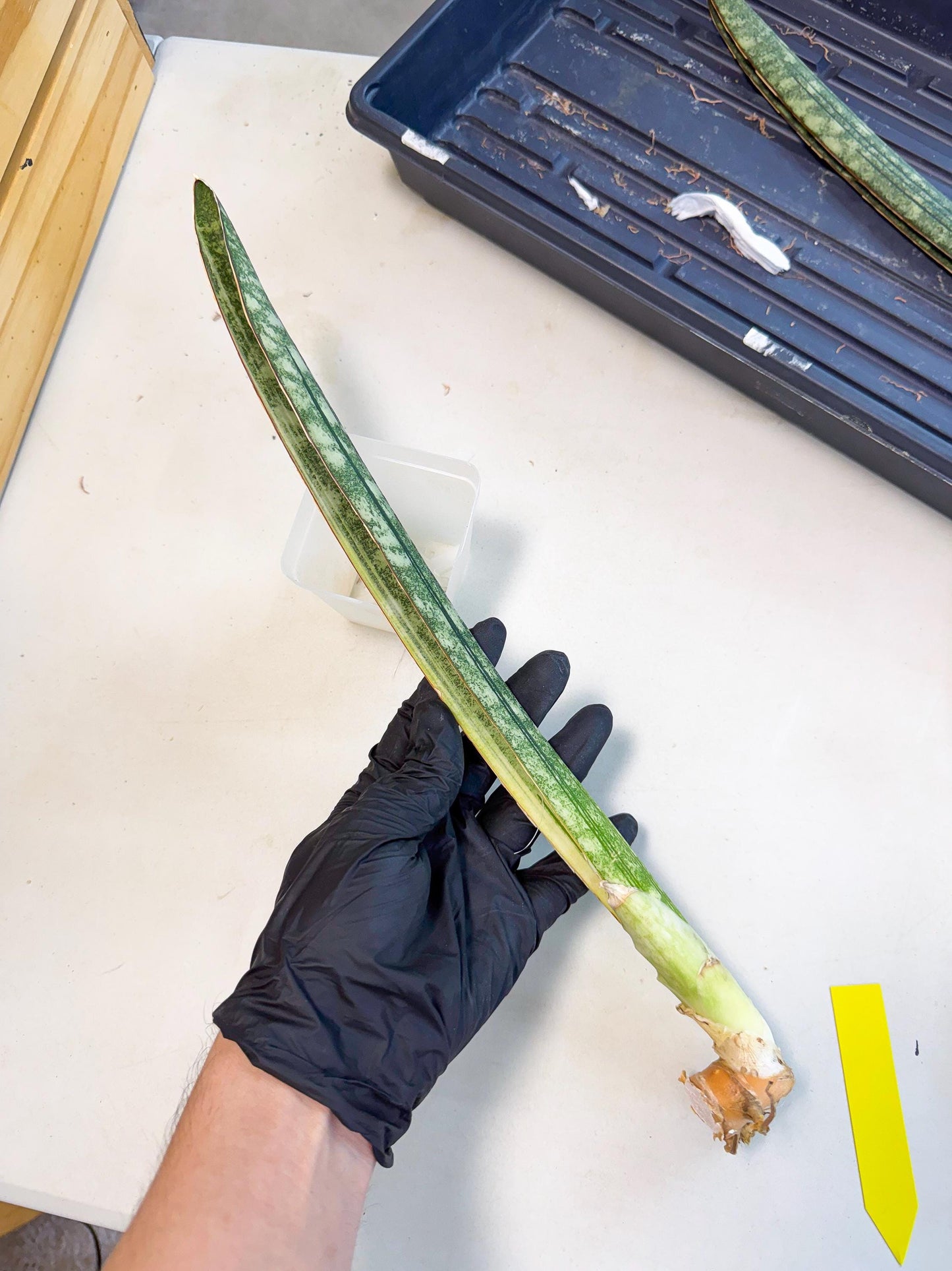 Sansevieria Malawi Bat Var (ca4) (y) | Imported