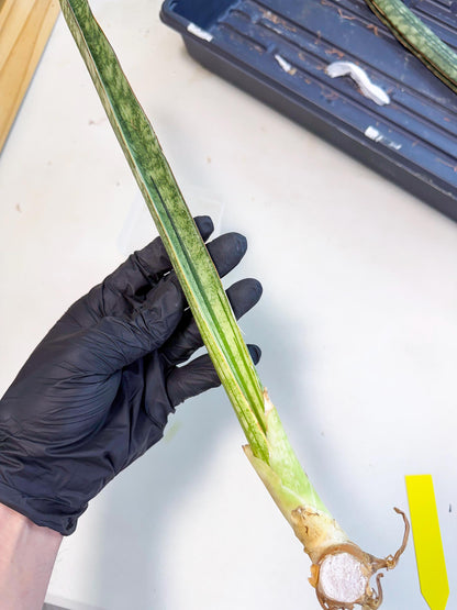 Sansevieria Malawi Bat Var (ca4) (y) | Imported