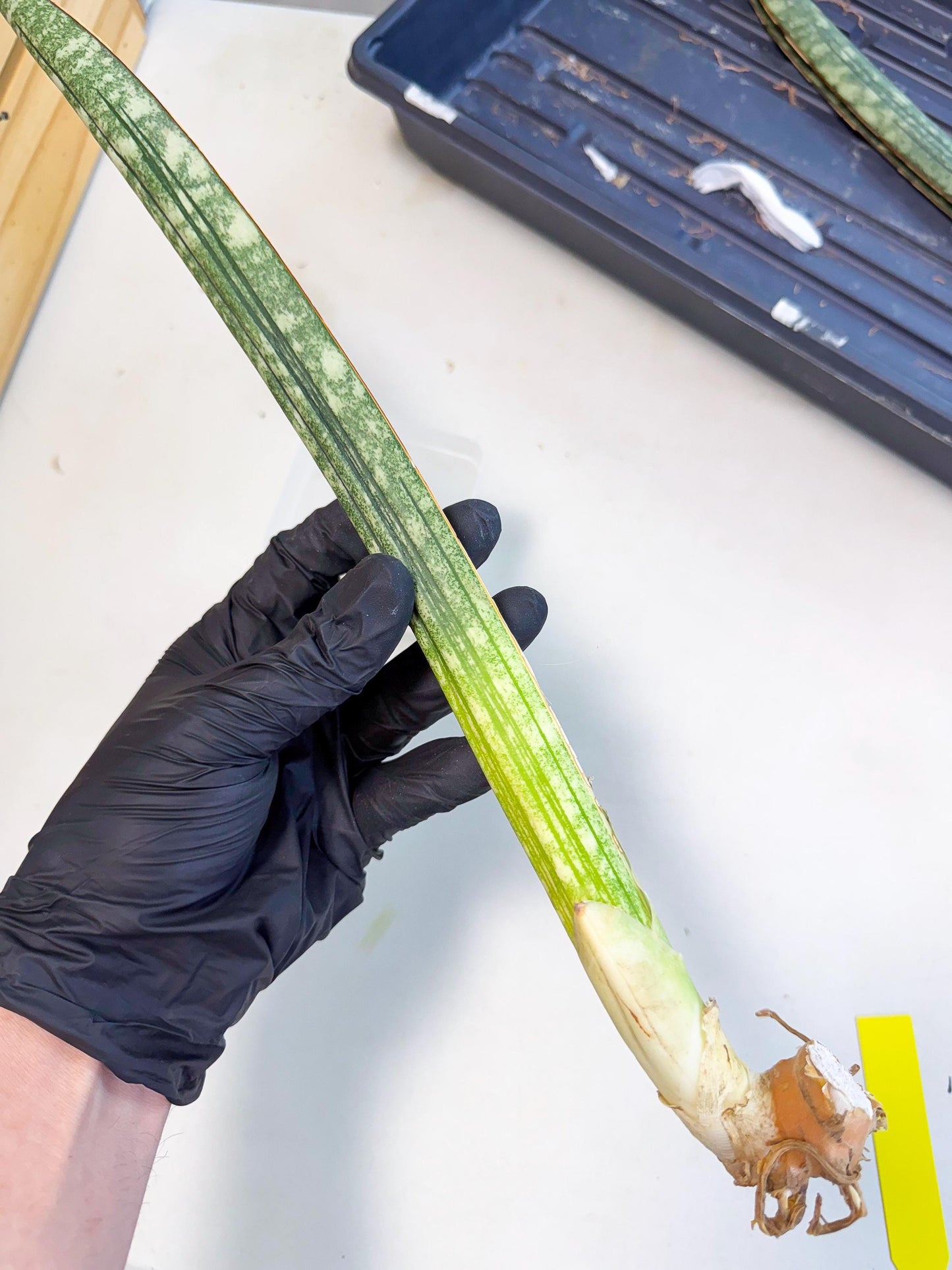 Sansevieria Malawi Bat Var (ca4) (y) | Imported