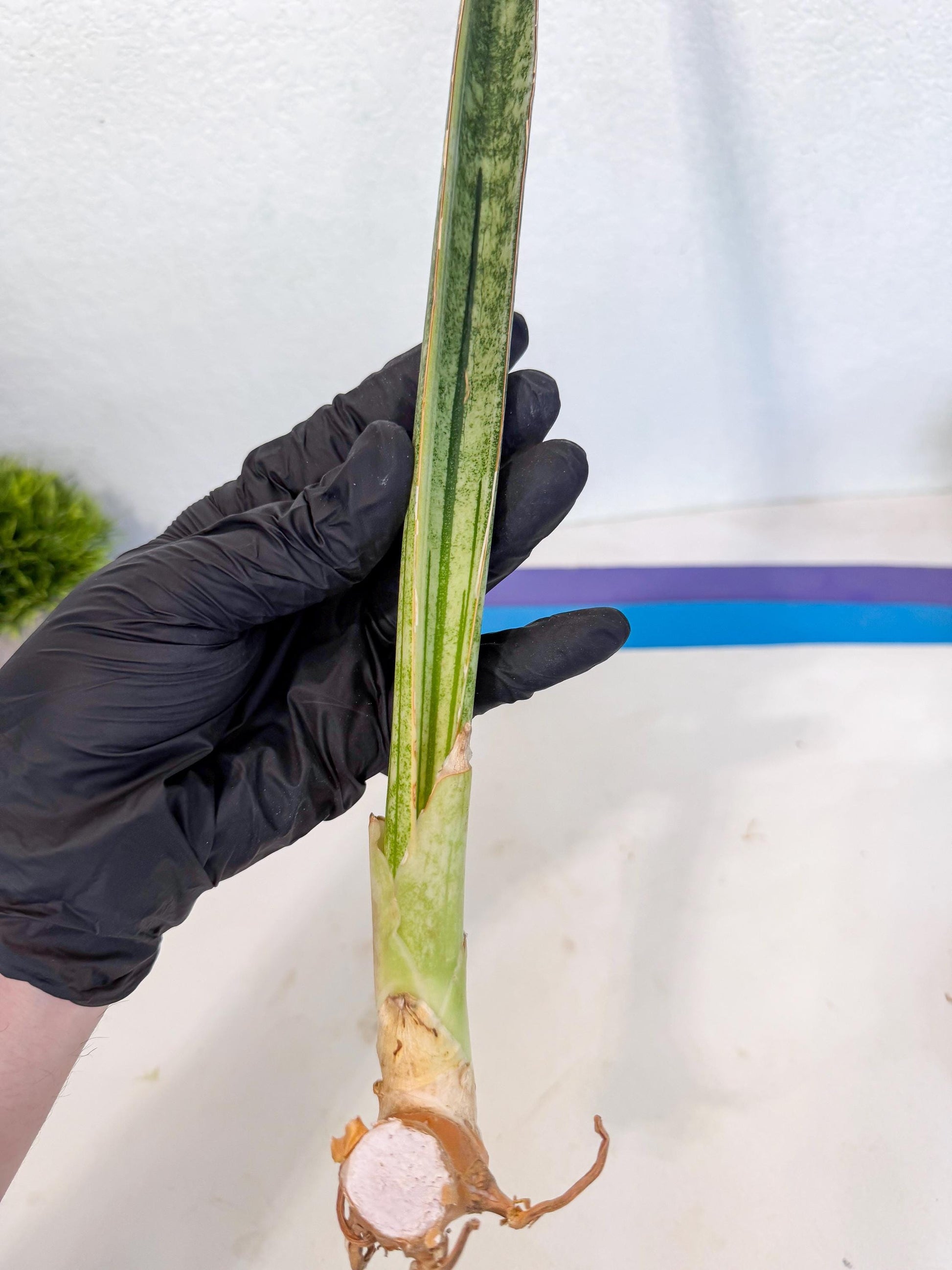 Sansevieria Malawi Bat Var (ca4) (y) | Imported