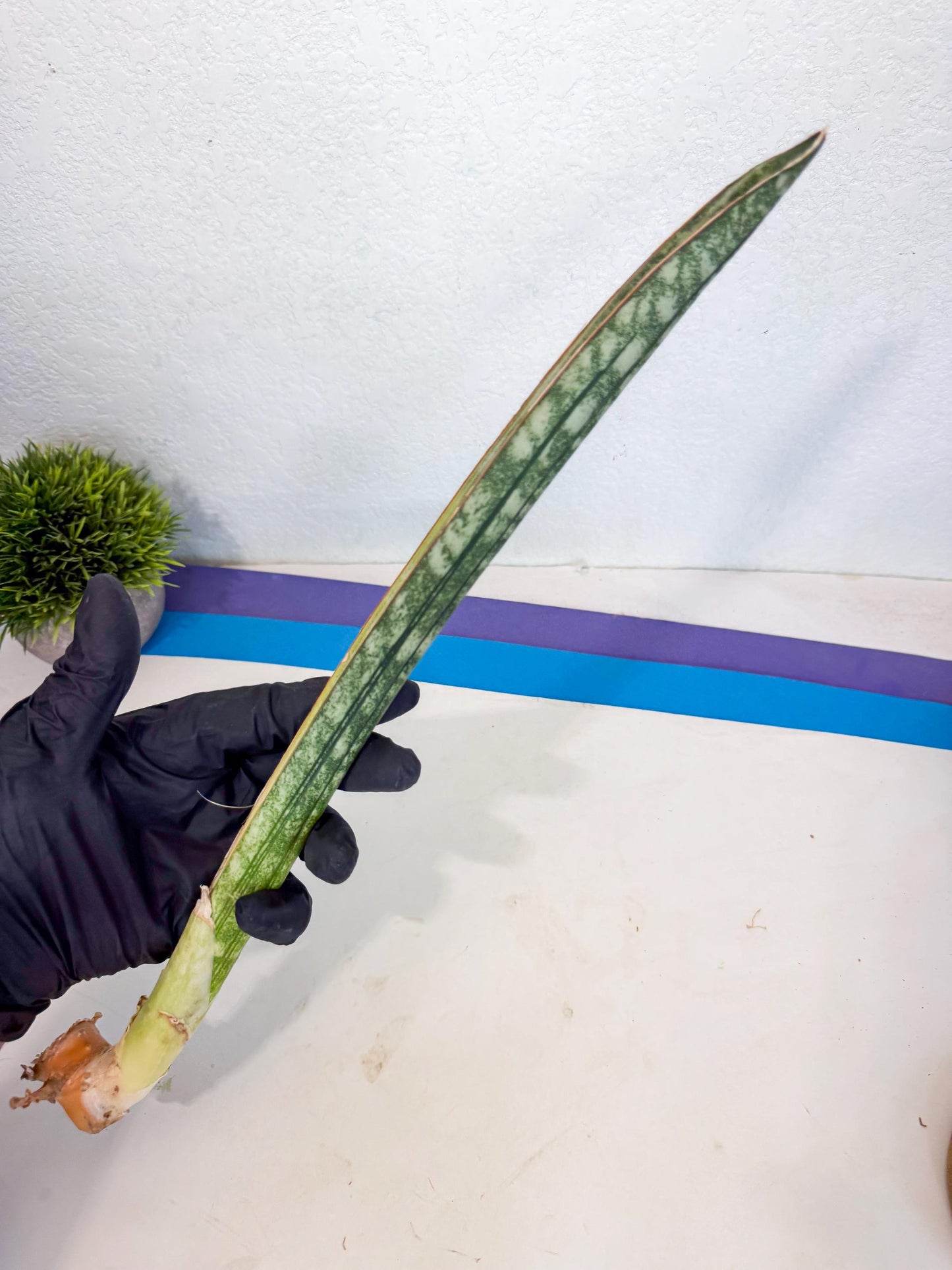 Sansevieria Malawi Bat Var (ca4) (y) | Imported