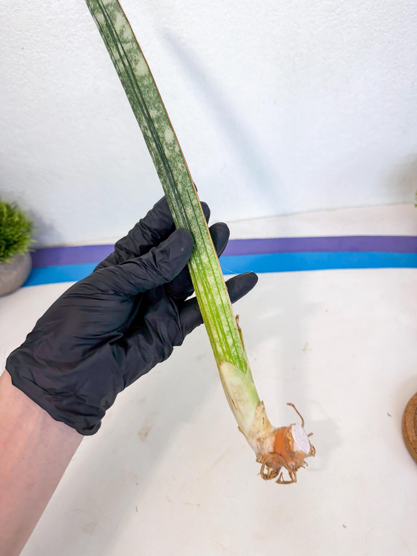 Sansevieria Malawi Bat Var (ca4) (y) | Imported