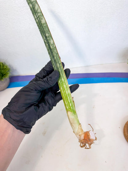 Sansevieria Malawi Bat Var (ca4) (y) | Imported