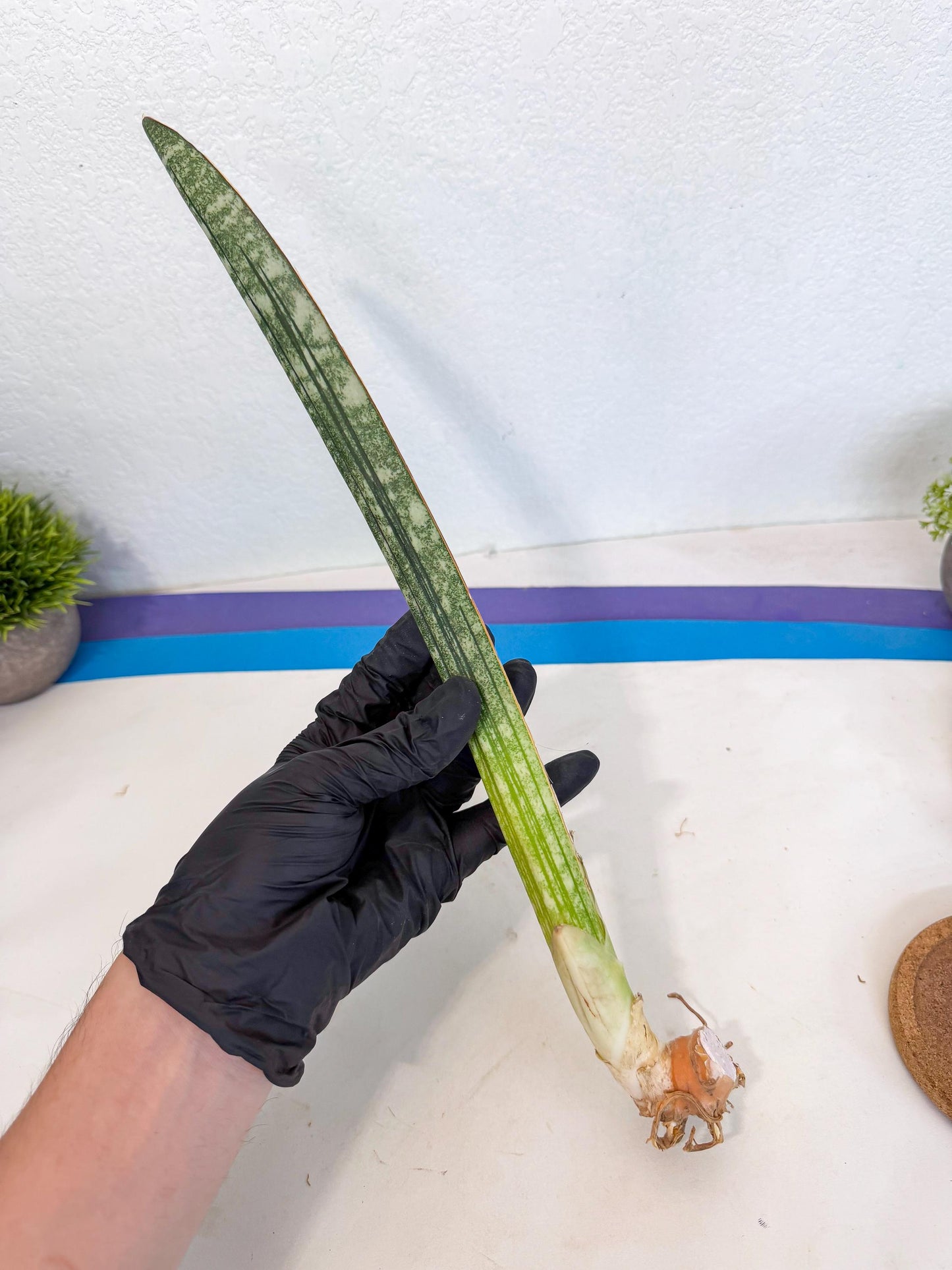 Sansevieria Malawi Bat Var (ca4) (y) | Imported