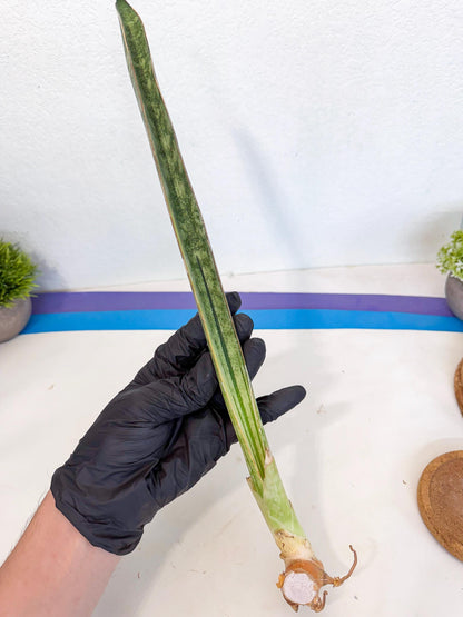 Sansevieria Malawi Bat Var (ca4) (y) | Imported
