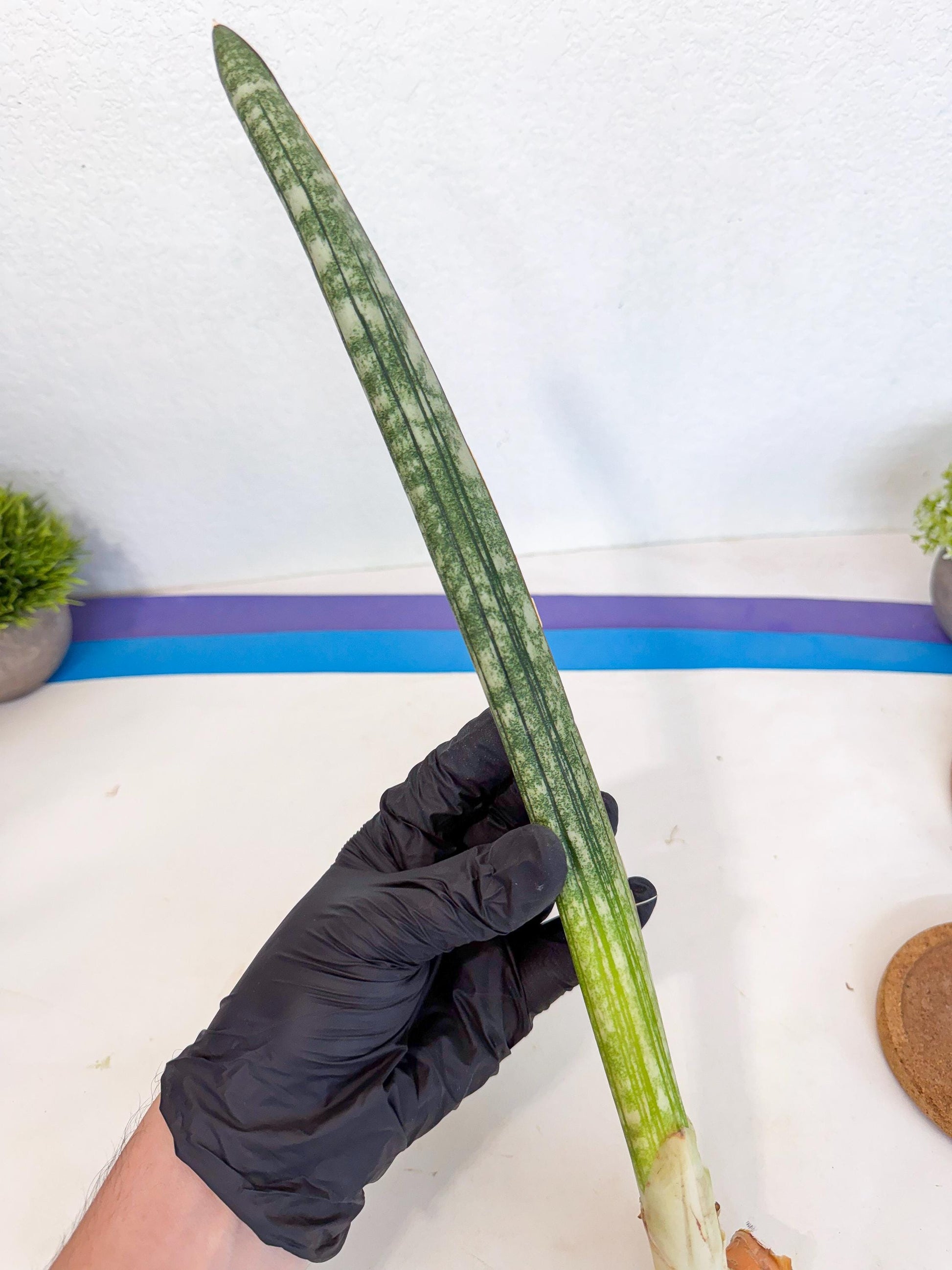 Sansevieria Malawi Bat Var (ca4) (y) | Imported