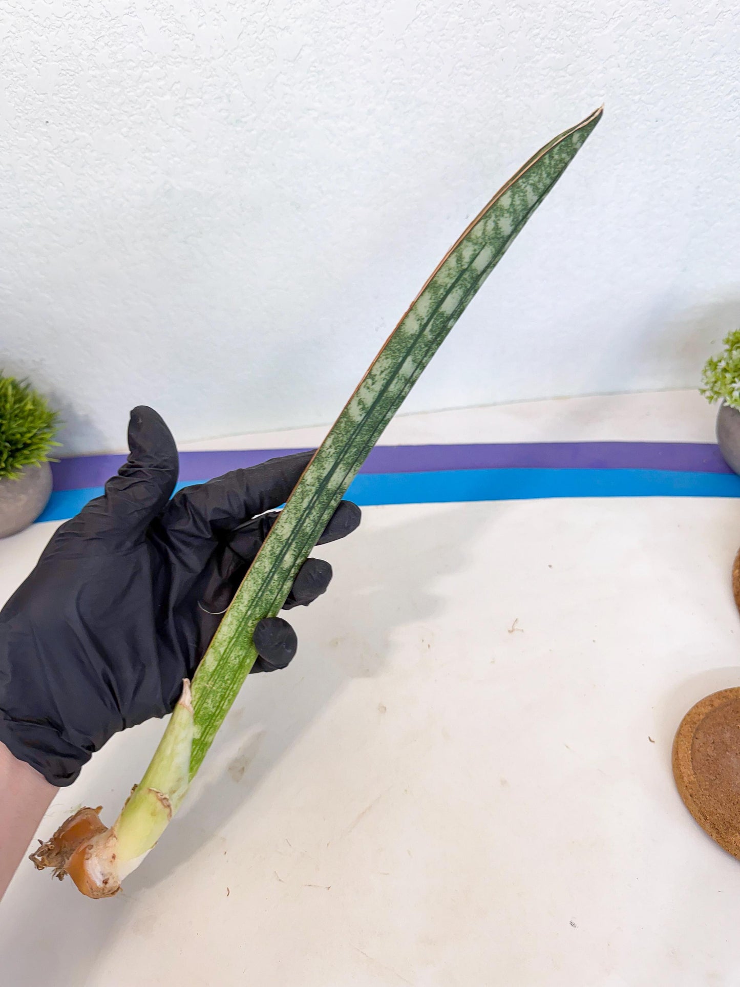 Sansevieria Malawi Bat Var (ca4) (y) | Imported