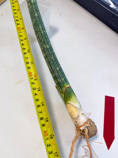 Sansevieria Malawi Bat Var (ca4) (r) | Imported