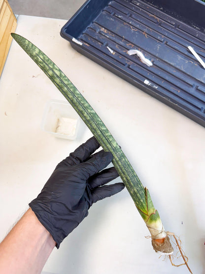 Sansevieria Malawi Bat Var (ca4) (r) | Imported
