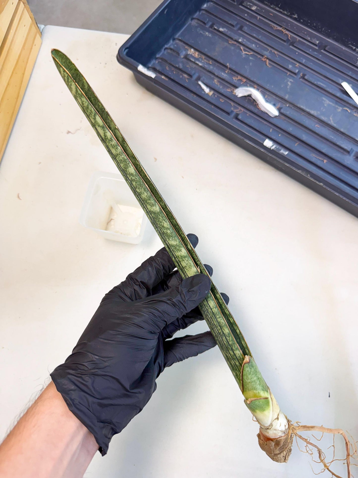 Sansevieria Malawi Bat Var (ca4) (r) | Imported