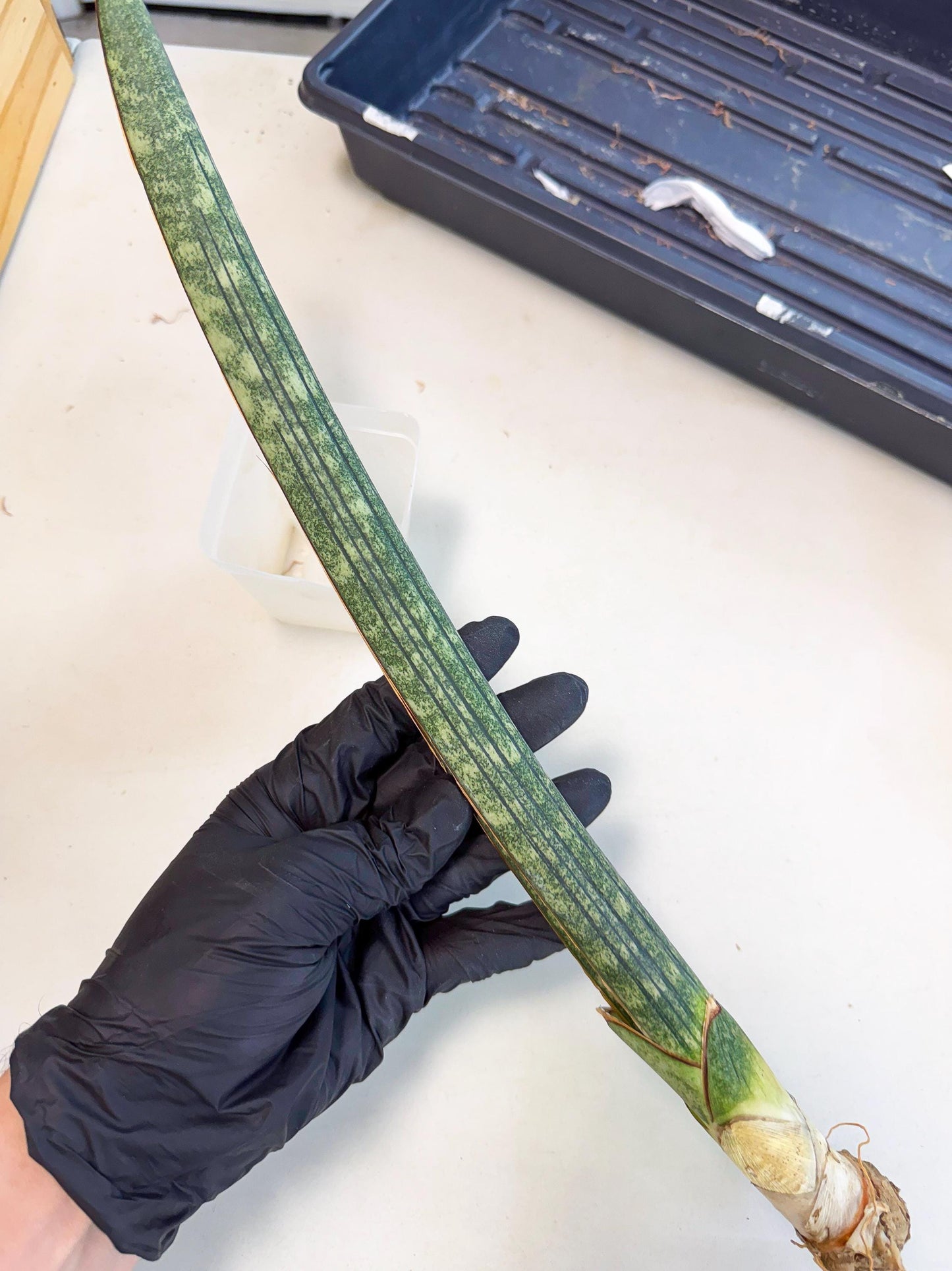 Sansevieria Malawi Bat Var (ca4) (r) | Imported