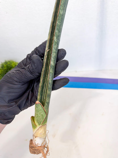 Sansevieria Malawi Bat Var (ca4) (r) | Imported
