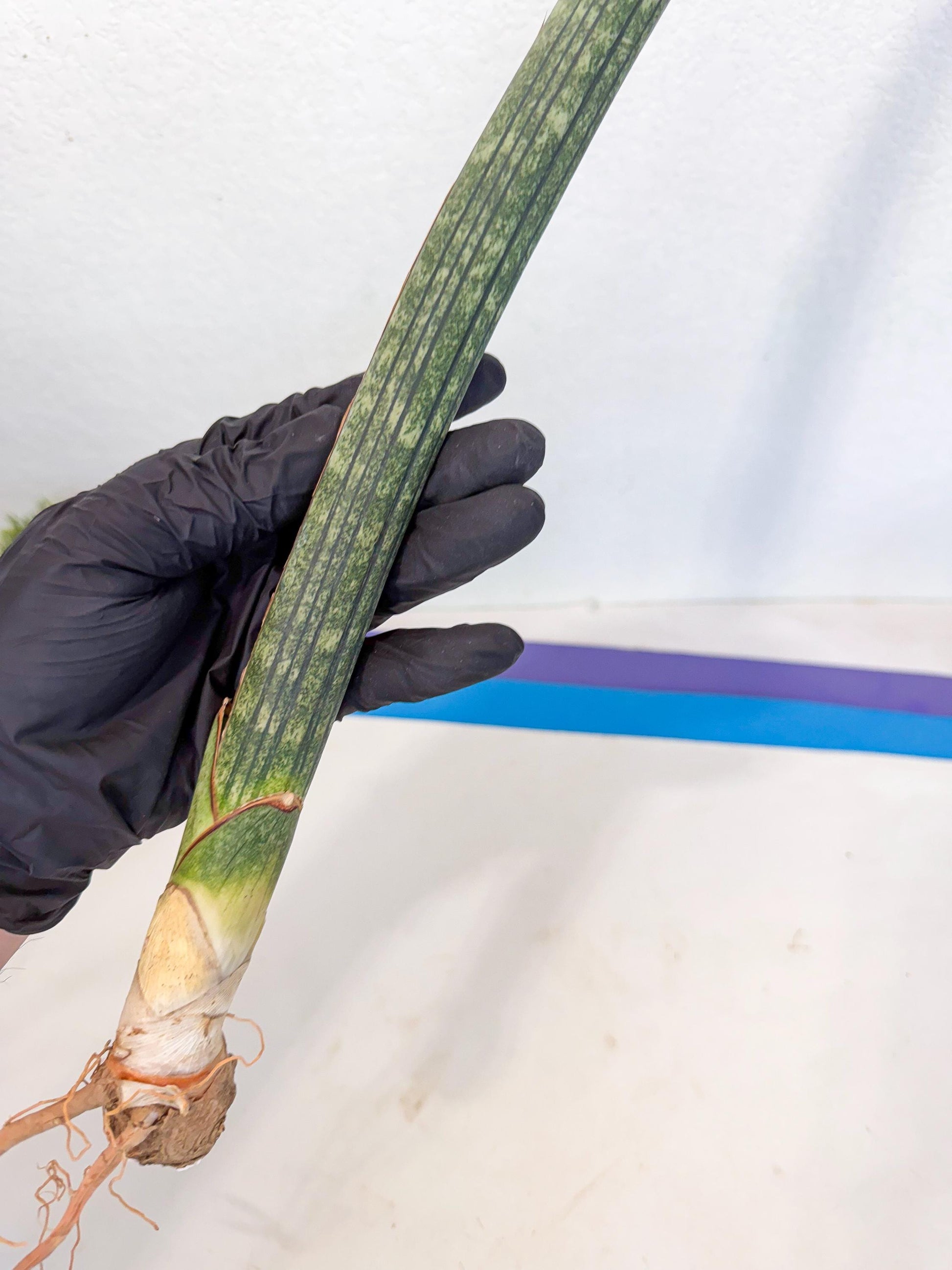 Sansevieria Malawi Bat Var (ca4) (r) | Imported