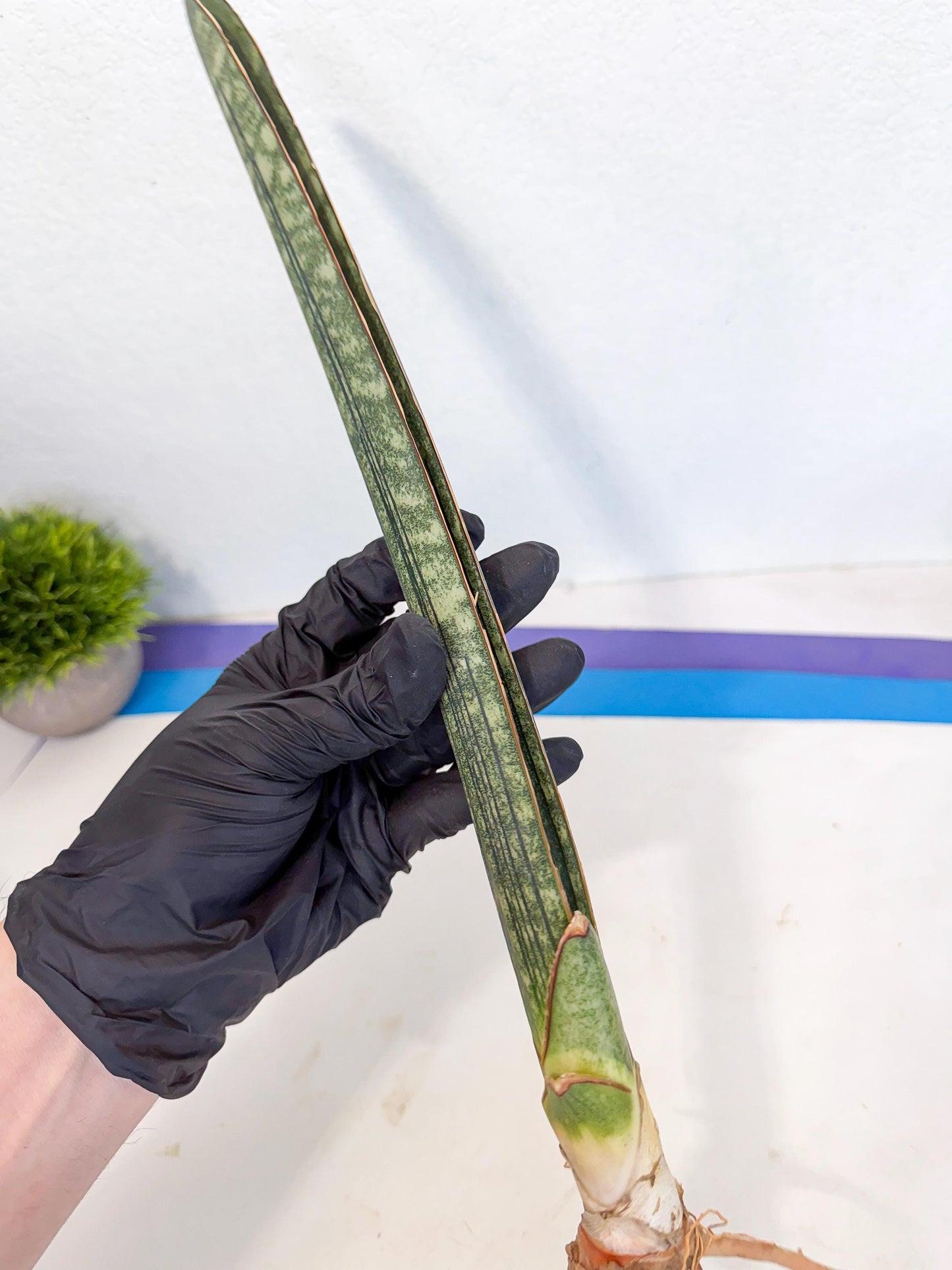 Sansevieria Malawi Bat Var (ca4) (r) | Imported