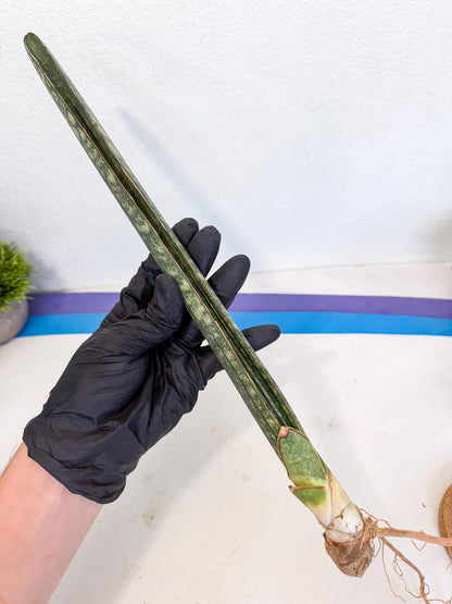 Sansevieria Malawi Bat Var (ca4) (r) | Imported