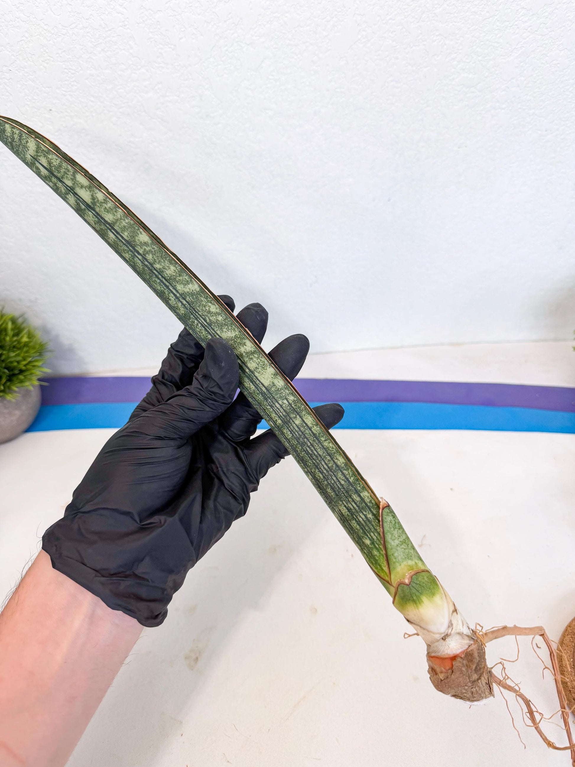 Sansevieria Malawi Bat Var (ca4) (r) | Imported