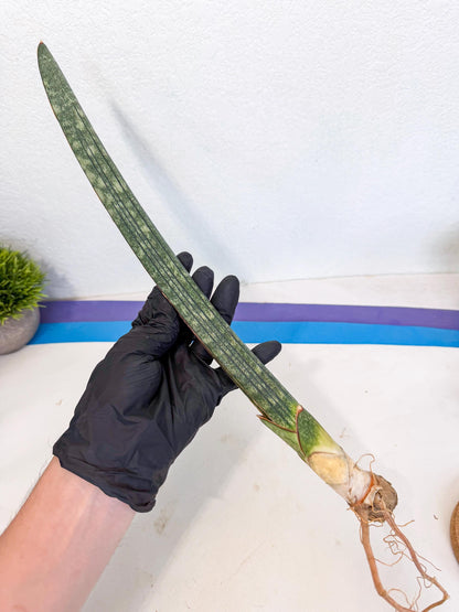 Sansevieria Malawi Bat Var (ca4) (r) | Imported