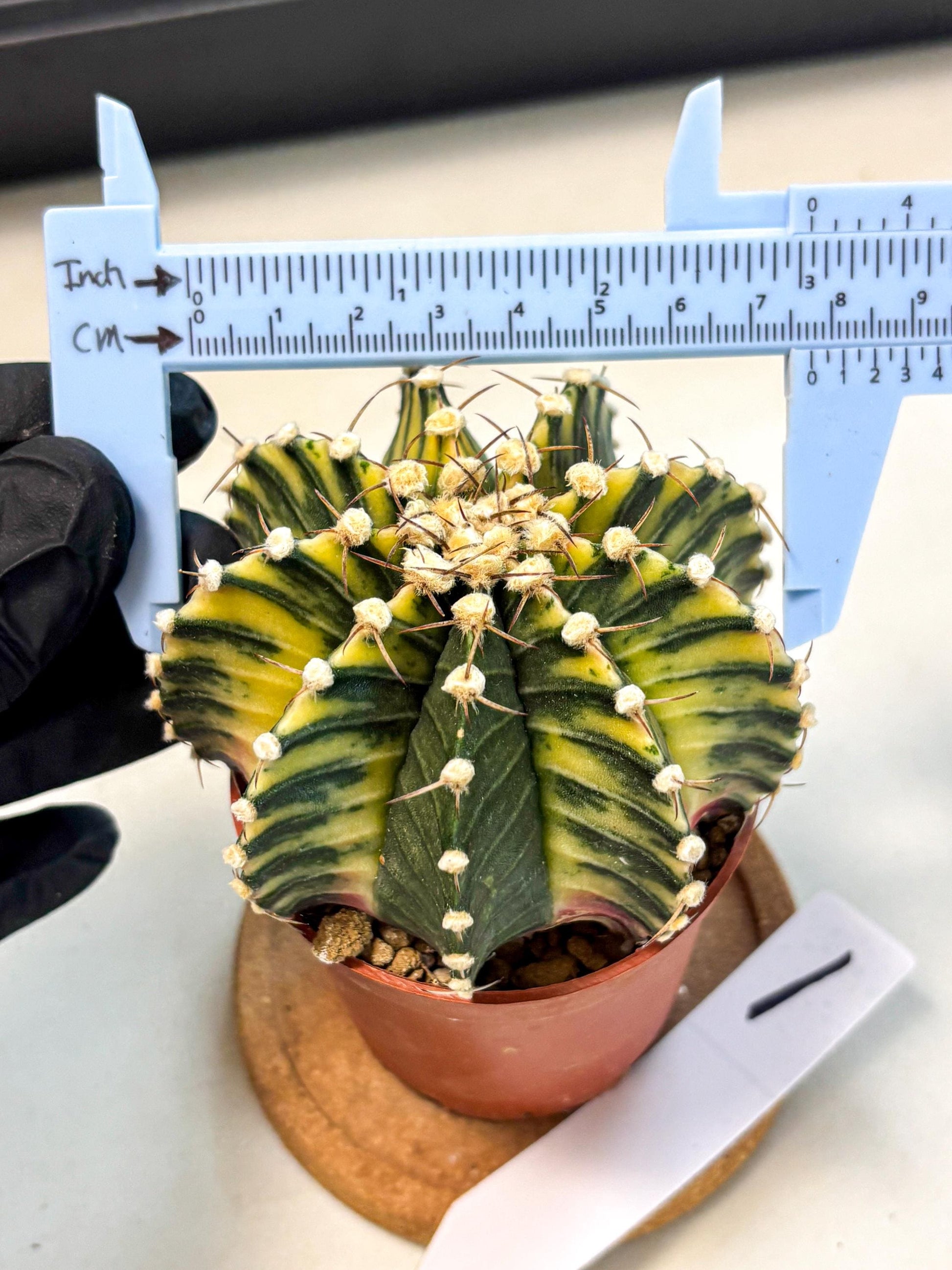 Gymnocalycium Lb Hybrid (gy4) (y1) | Mature Cactus