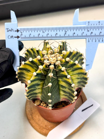 Gymnocalycium Lb Hybrid (gy4) (y1) | Mature Cactus