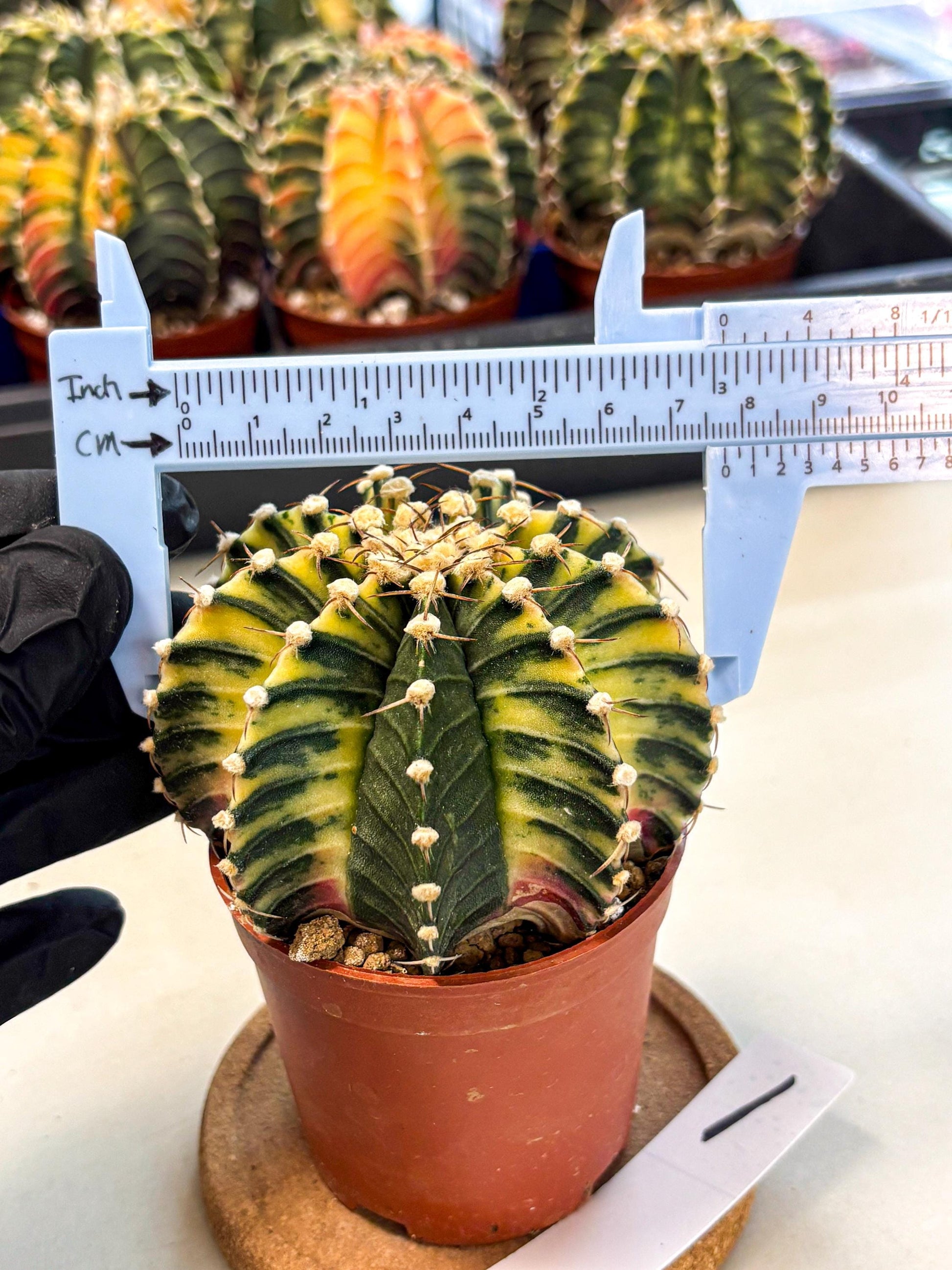 Gymnocalycium Lb Hybrid (gy4) (y1) | Mature Cactus