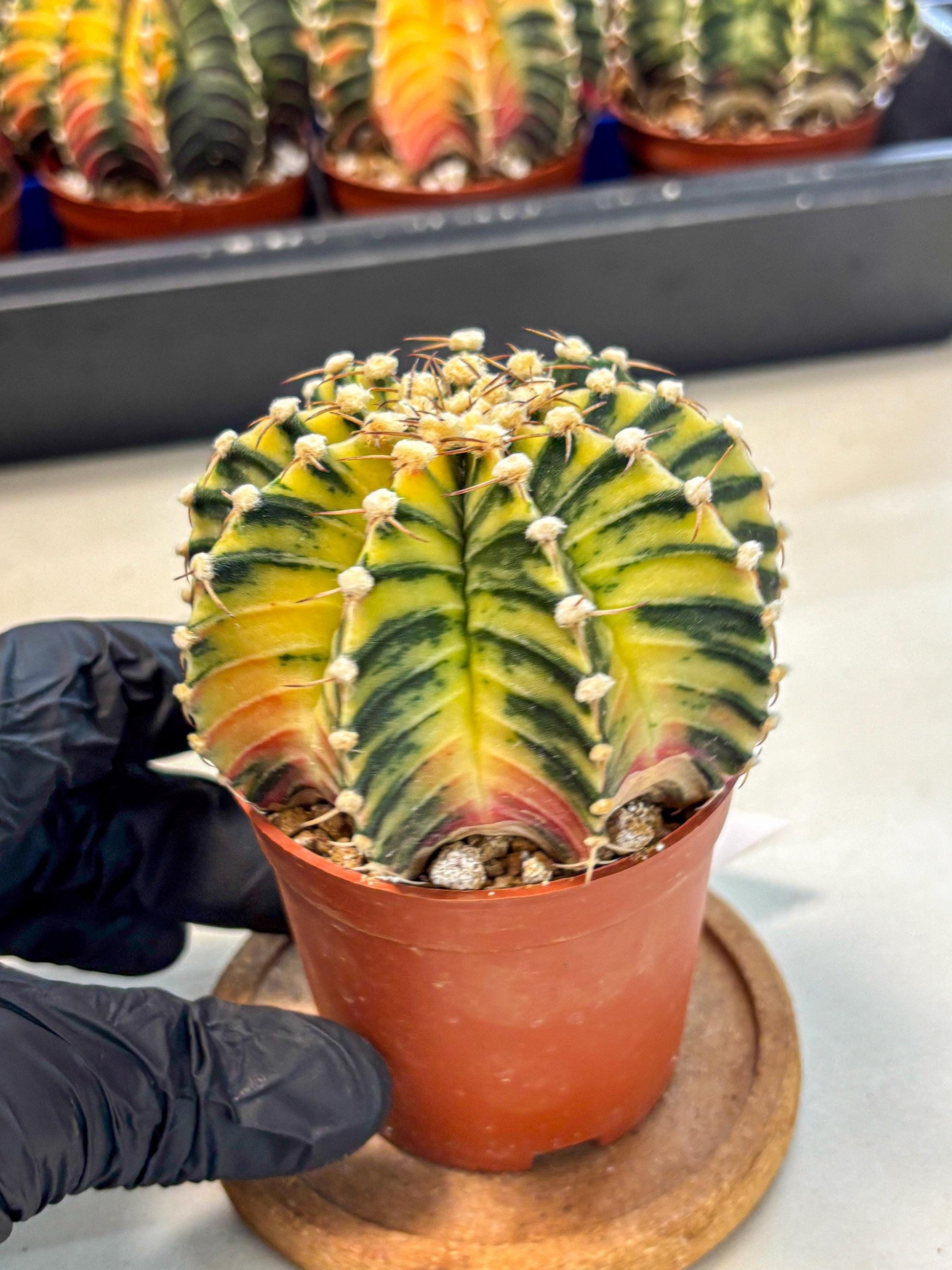 Gymnocalycium Lb Hybrid (gy4) (y1) | Mature Cactus