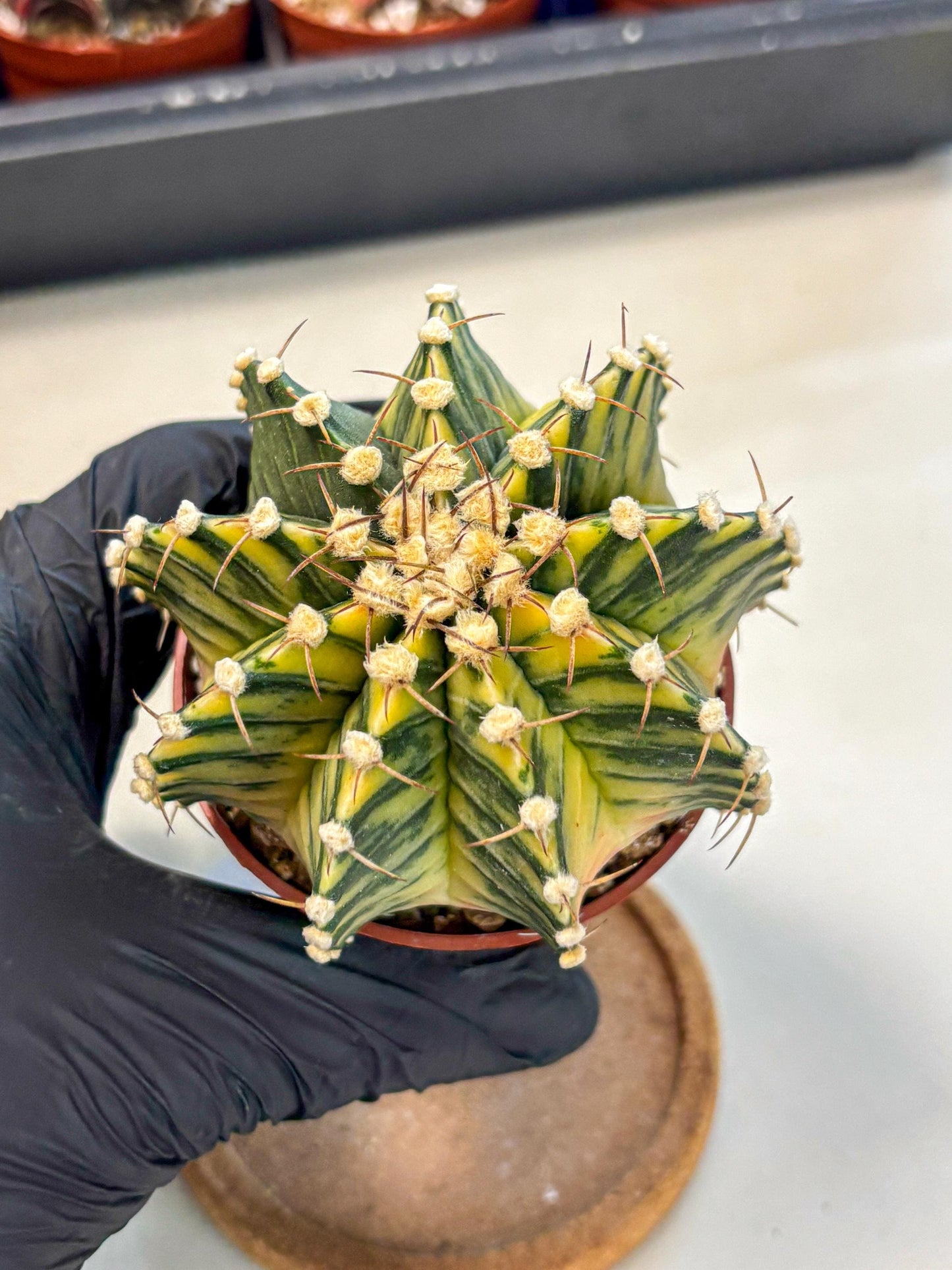 Gymnocalycium Lb Hybrid (gy4) (y1) | Mature Cactus