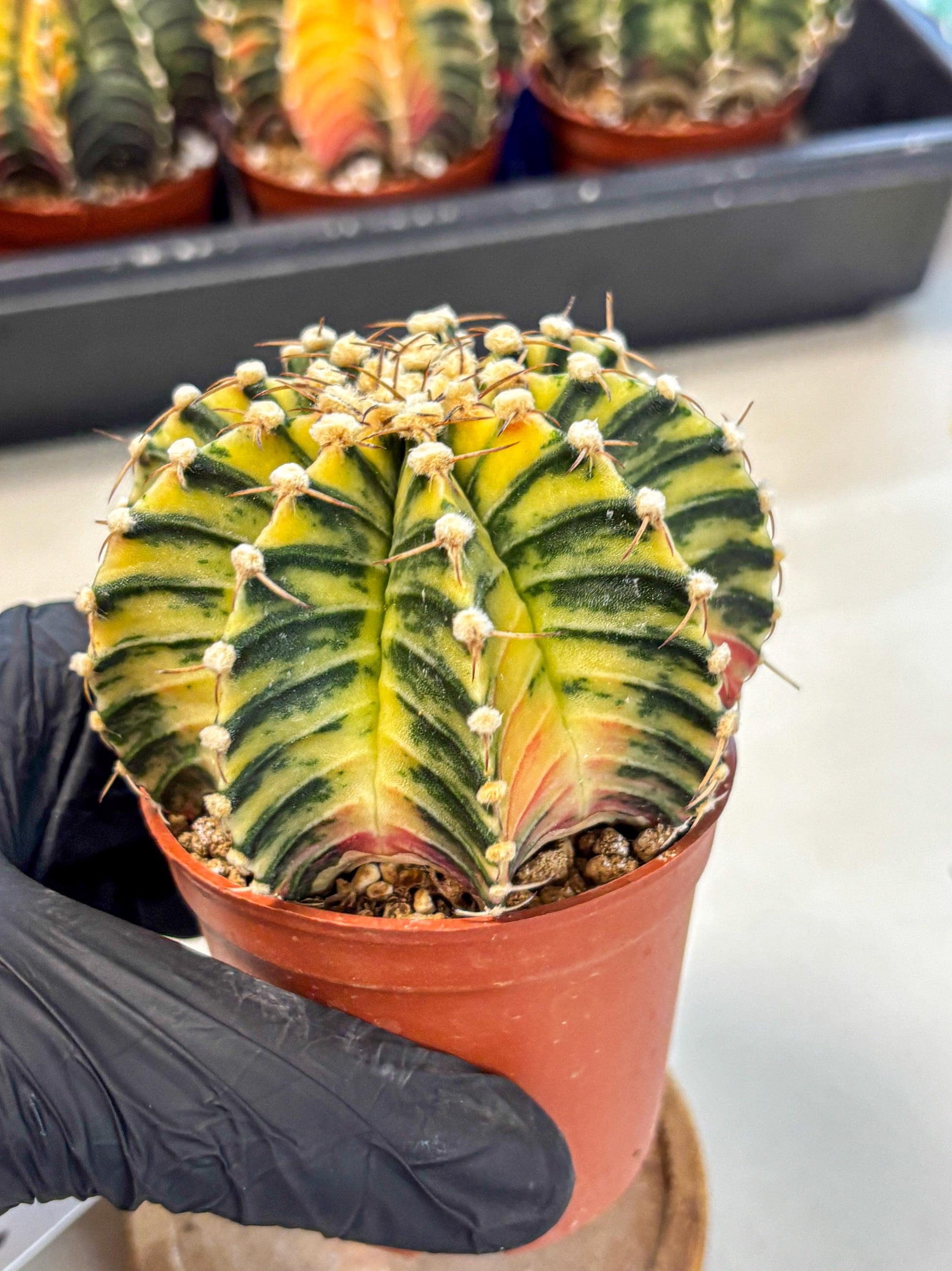 Gymnocalycium Lb Hybrid (gy4) (y1) | Mature Cactus