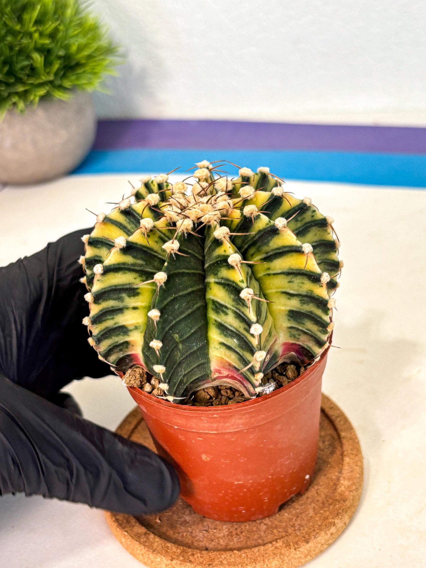 Gymnocalycium Lb Hybrid (gy4) (y1) | Mature Cactus