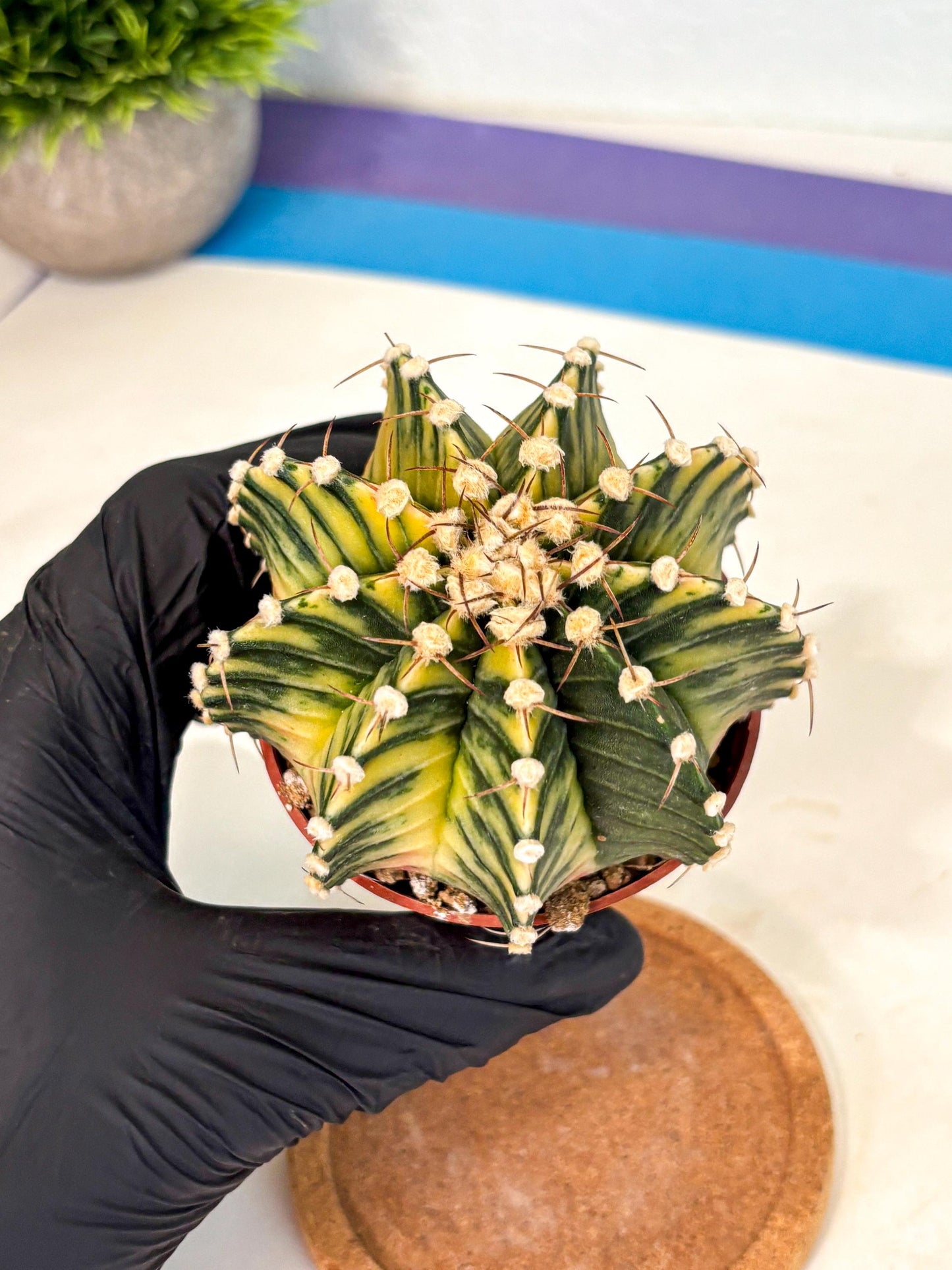 Gymnocalycium Lb Hybrid (gy4) (y1) | Mature Cactus