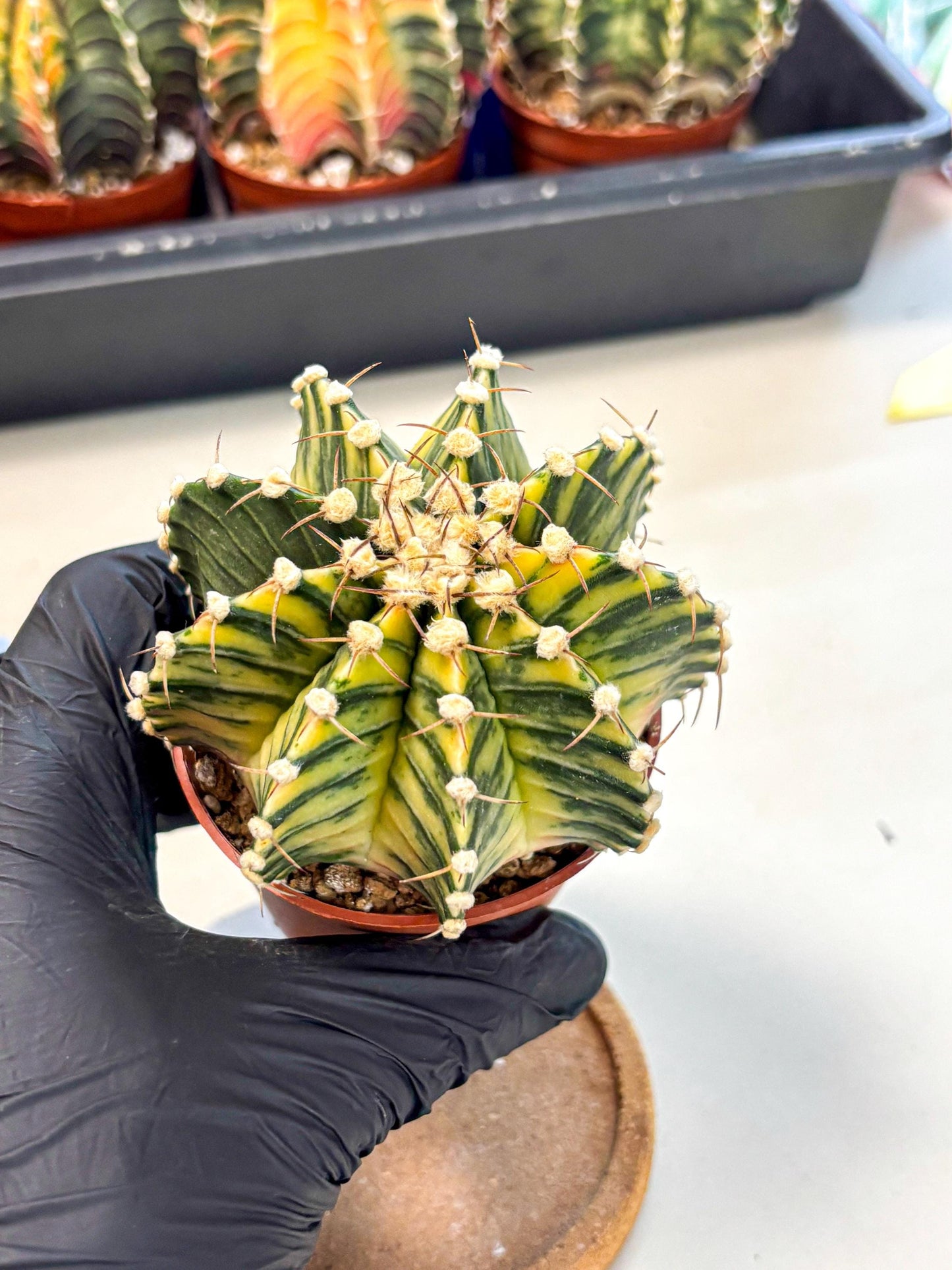 Gymnocalycium Lb Hybrid (gy4) (y1) | Mature Cactus