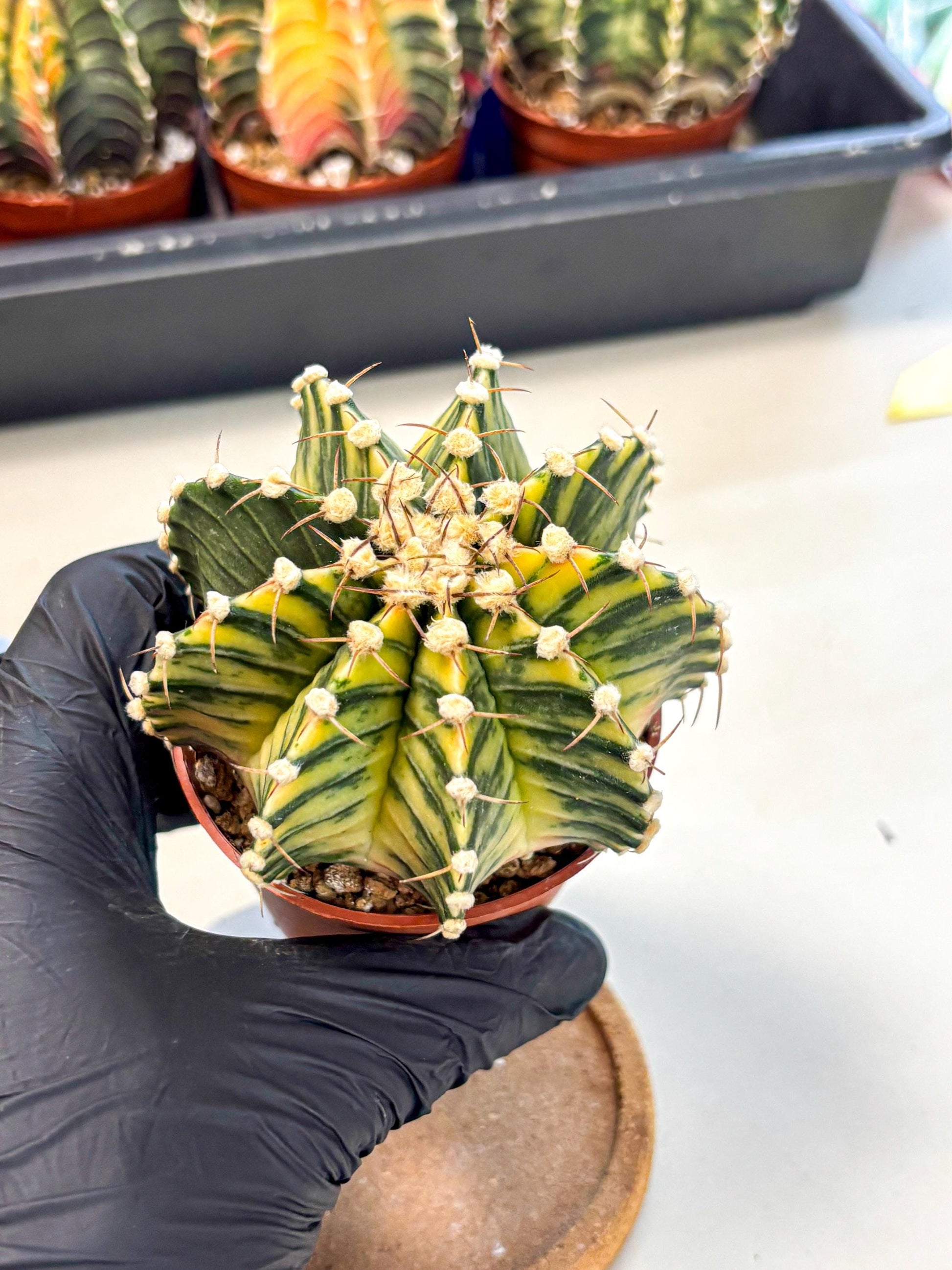 Gymnocalycium Lb Hybrid (gy4) (y1) | Mature Cactus