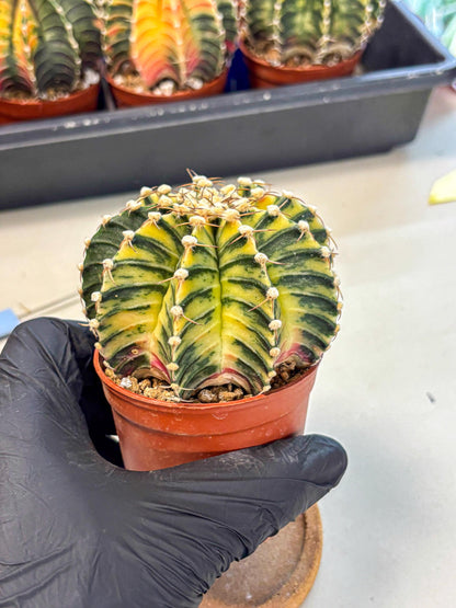 Gymnocalycium Lb Hybrid (gy4) (y1) | Mature Cactus