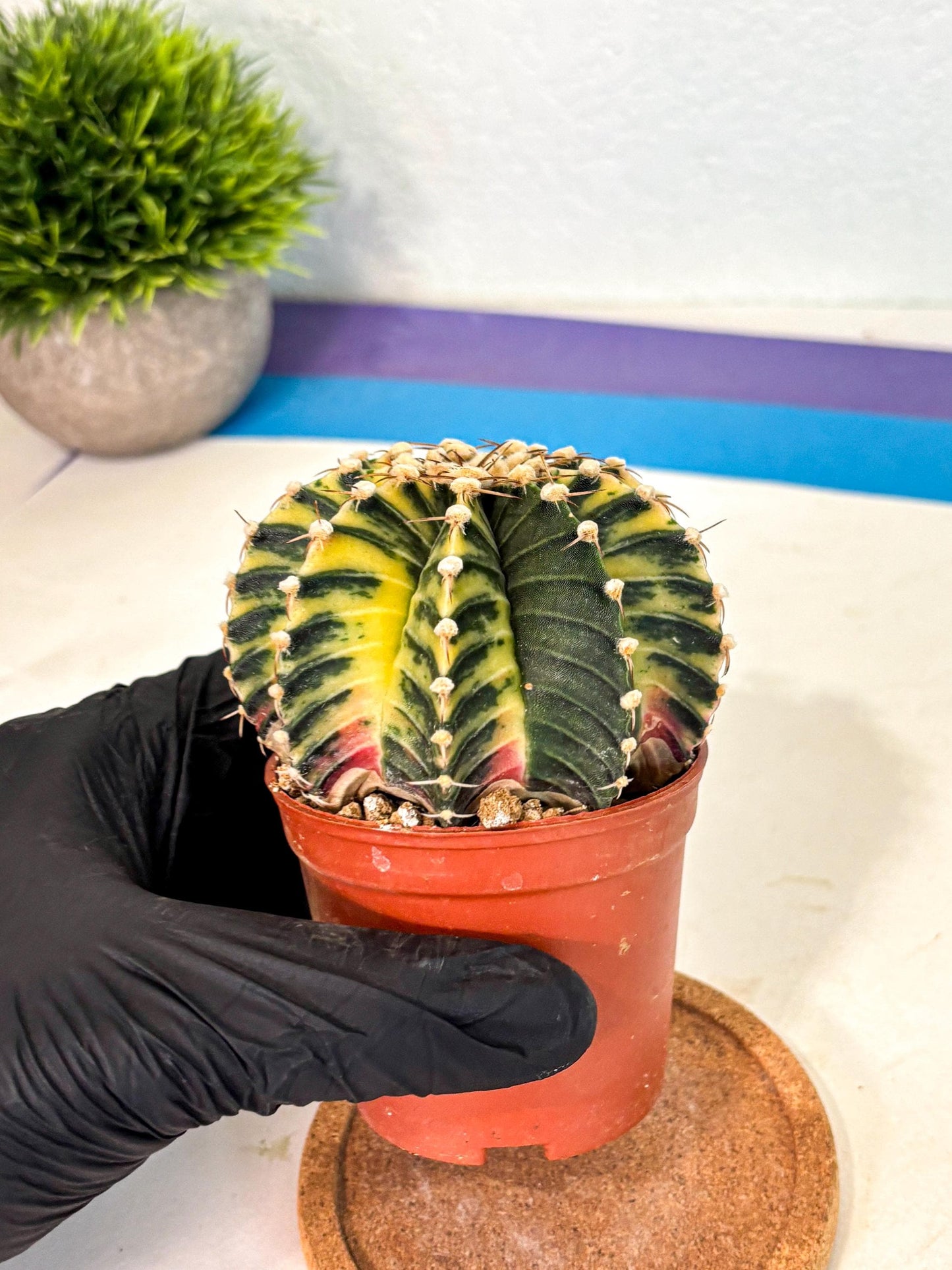 Gymnocalycium Lb Hybrid (gy4) (y1) | Mature Cactus