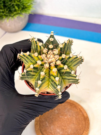 Gymnocalycium Lb Hybrid (gy4) (y1) | Mature Cactus