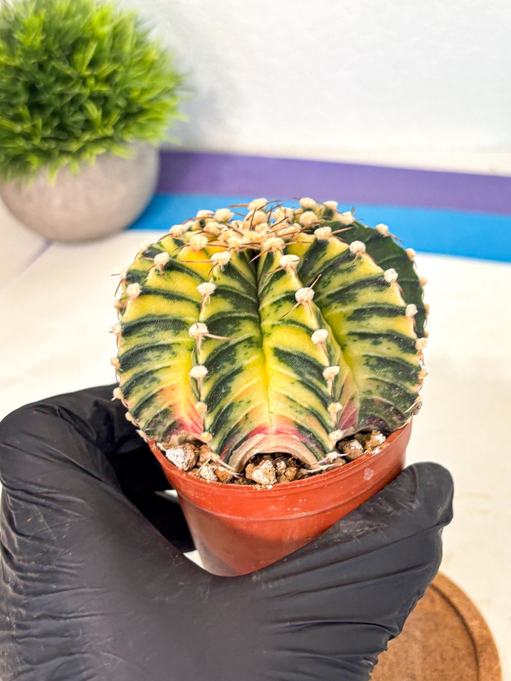 Gymnocalycium Lb Hybrid (gy4) (y1) | Mature Cactus