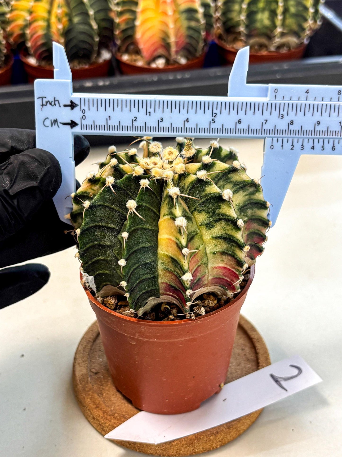 Gymnocalycium Lb Hybrid (gy4) (y1) | Mature Cactus