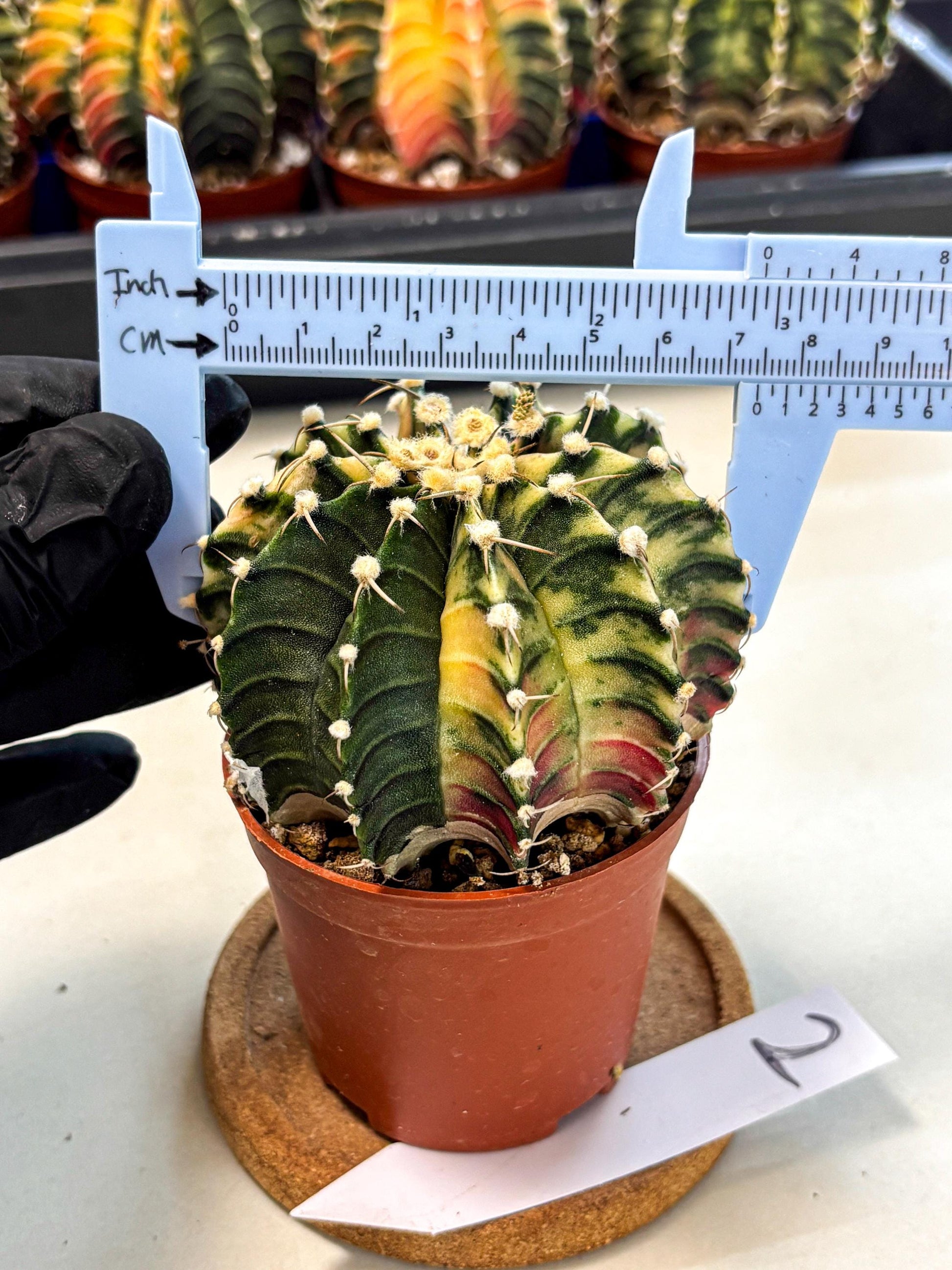 Gymnocalycium Lb Hybrid (gy4) (y1) | Mature Cactus