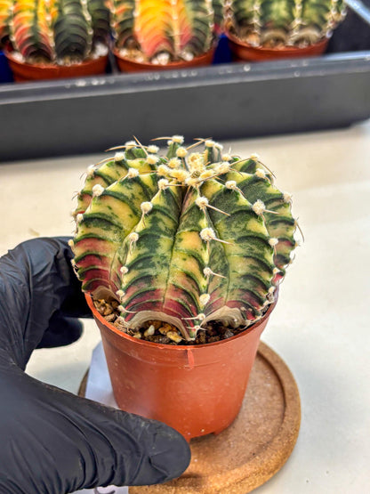 Gymnocalycium Lb Hybrid (gy4) (y1) | Mature Cactus