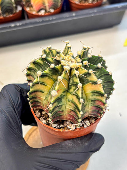 Gymnocalycium Lb Hybrid (gy4) (y1) | Mature Cactus