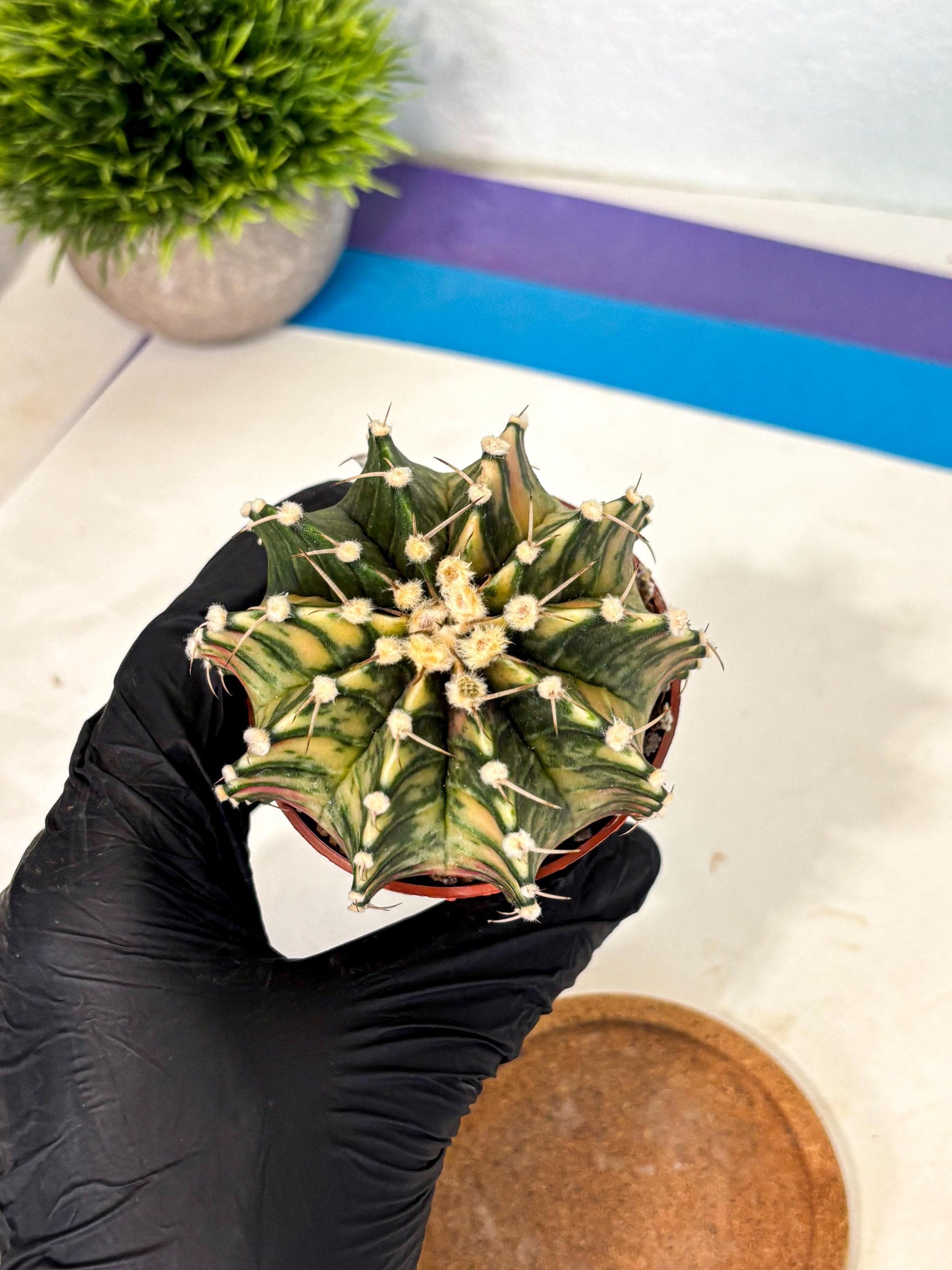 Gymnocalycium Lb Hybrid (gy4) (y1) | Mature Cactus