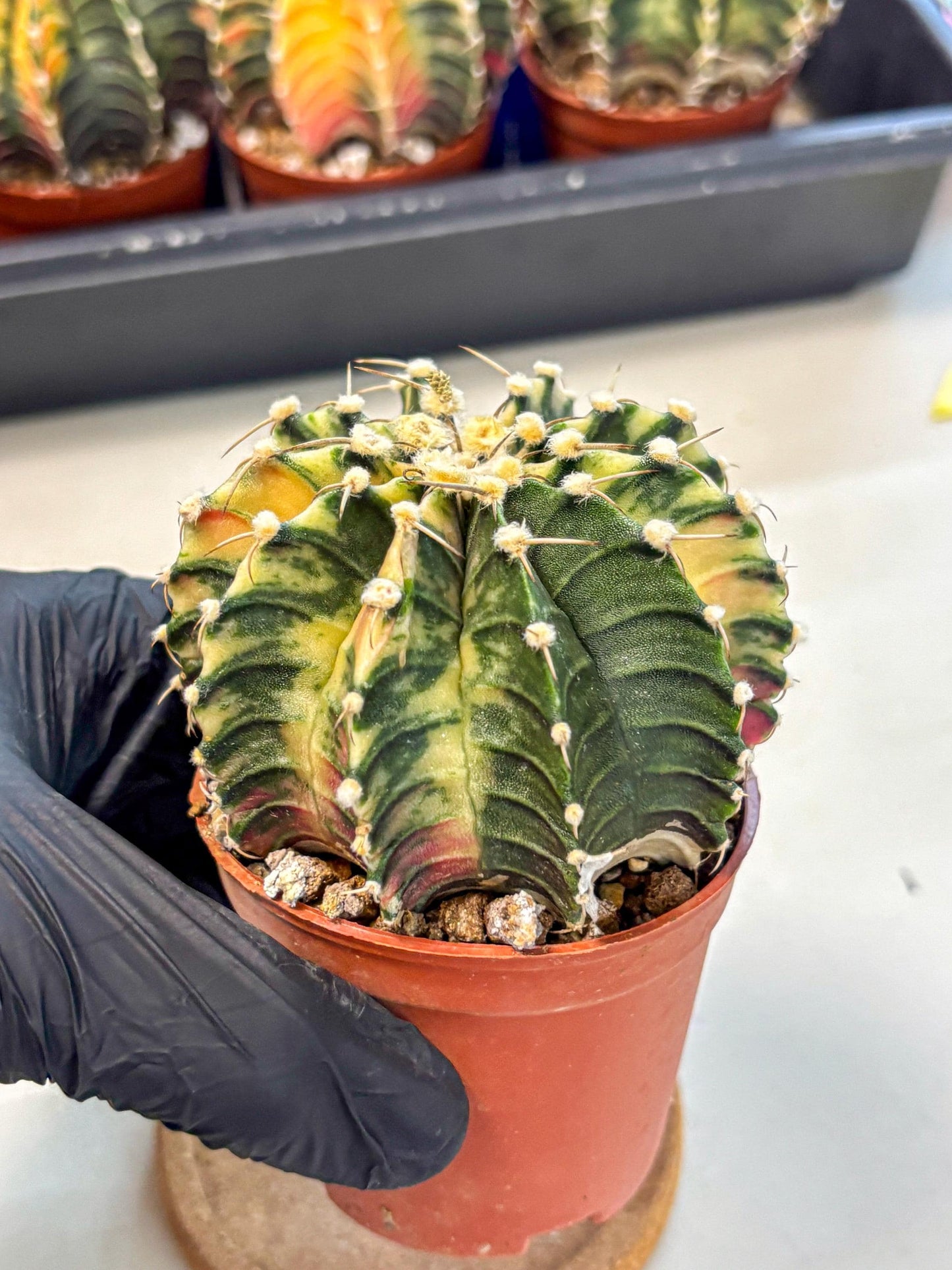 Gymnocalycium Lb Hybrid (gy4) (y1) | Mature Cactus