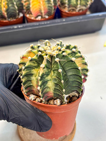 Gymnocalycium Lb Hybrid (gy4) (y1) | Mature Cactus